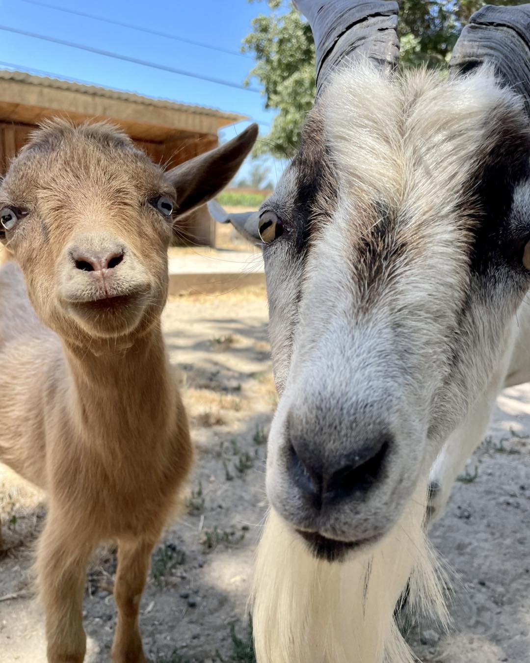 cuties.jpg
