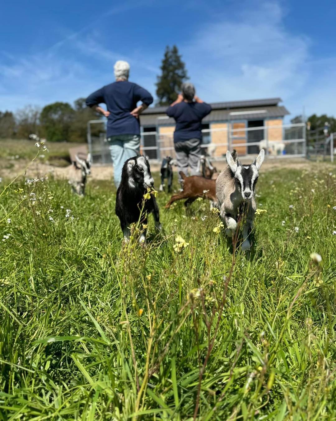 some of the herd.jpg