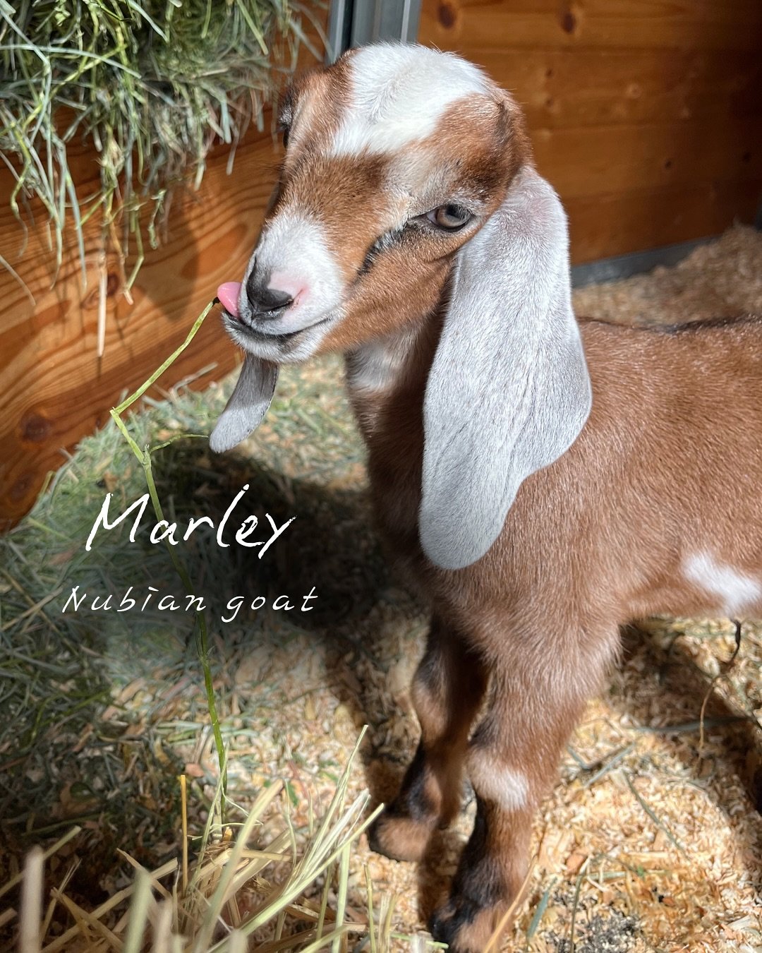 marley.jpg