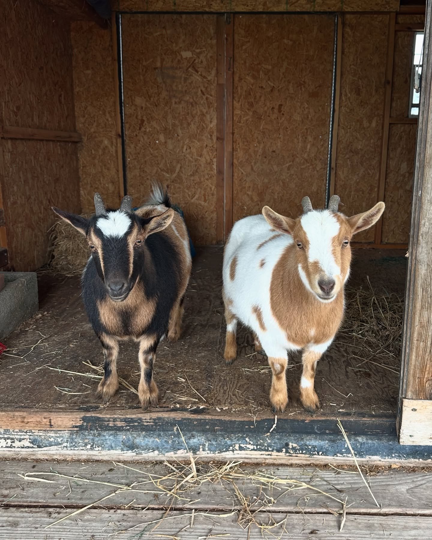 goats 10.jpg