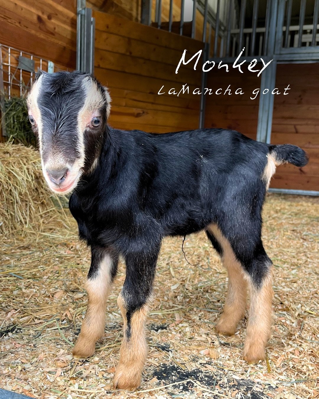 monkey.jpg