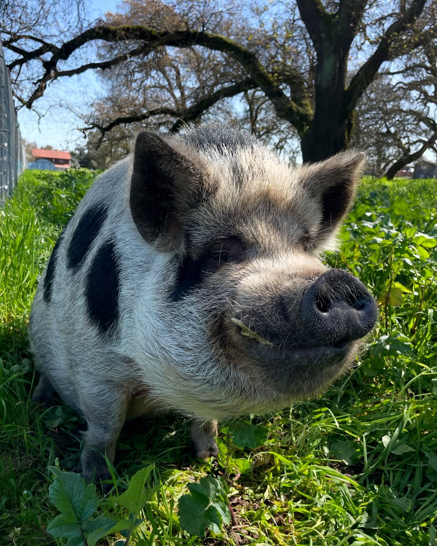 pig 2.jpg
