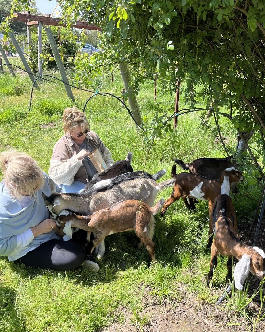goats2.jpg