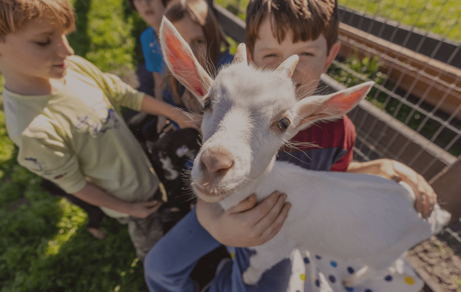 Kids Summer Camp at  Goatlandia Sanctuary Sebastopol 2026