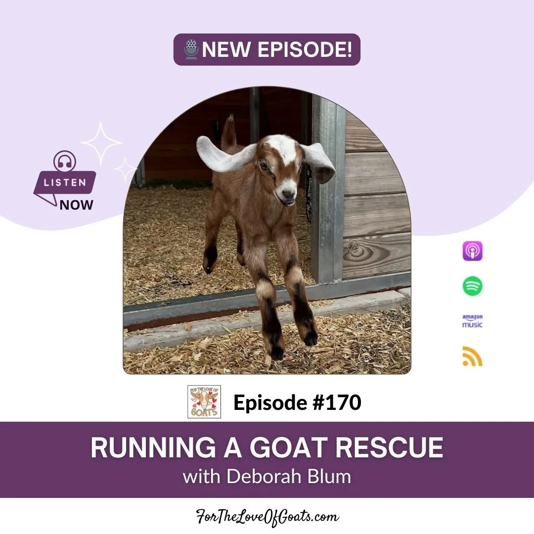 For the Love of Goats Podcast Feature: What It Takes to Run a Goat Rescue