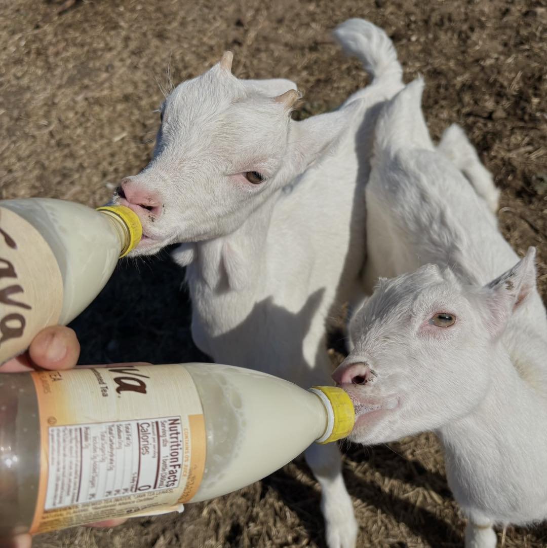 bottle feeding.jpg