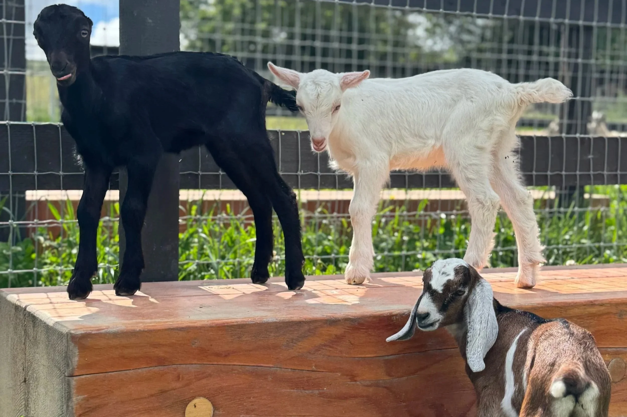 Bottle Babies Breakfast Club