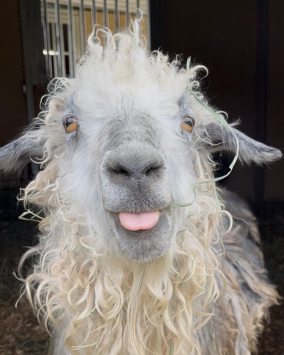 sheep 2.jpg