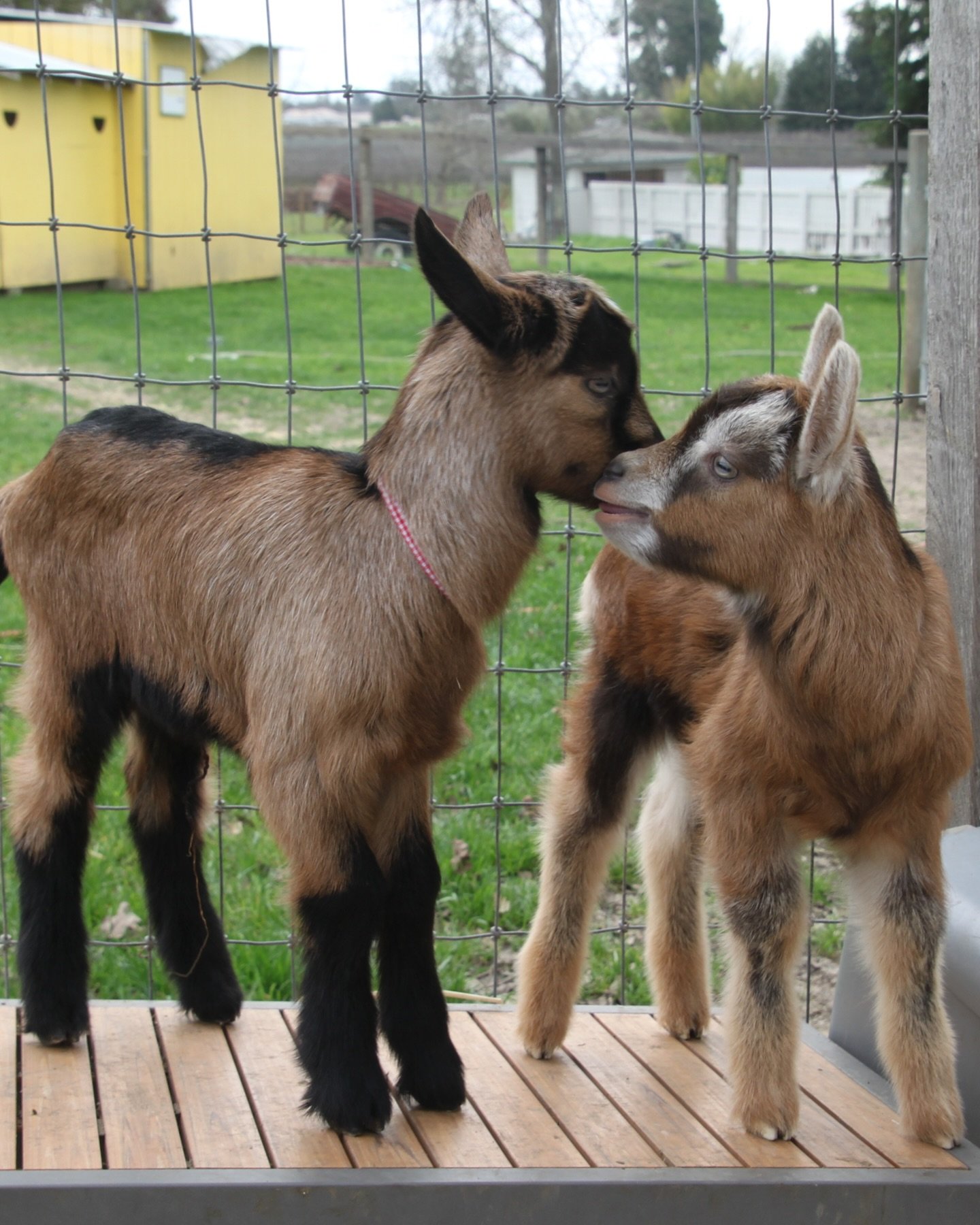 cutie babies.jpg