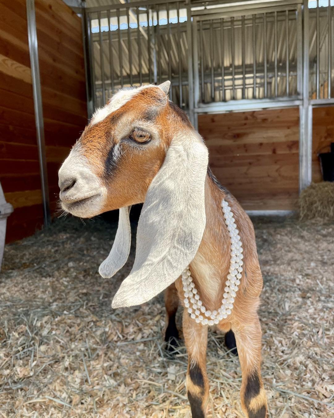 goat with necklace.jpg