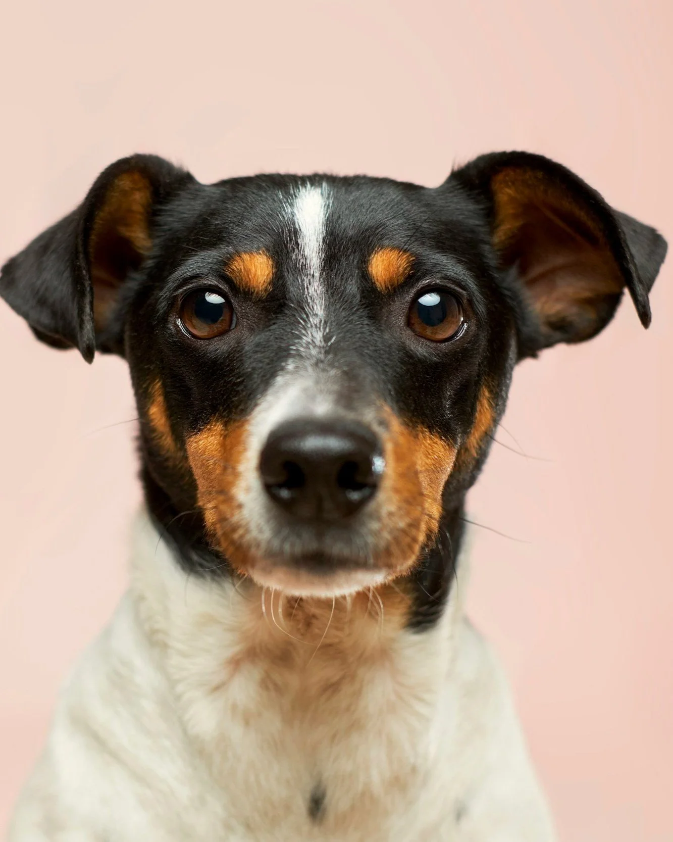 Close-up of a small dog with black, brown, and white fur, facing forward against a pink background.