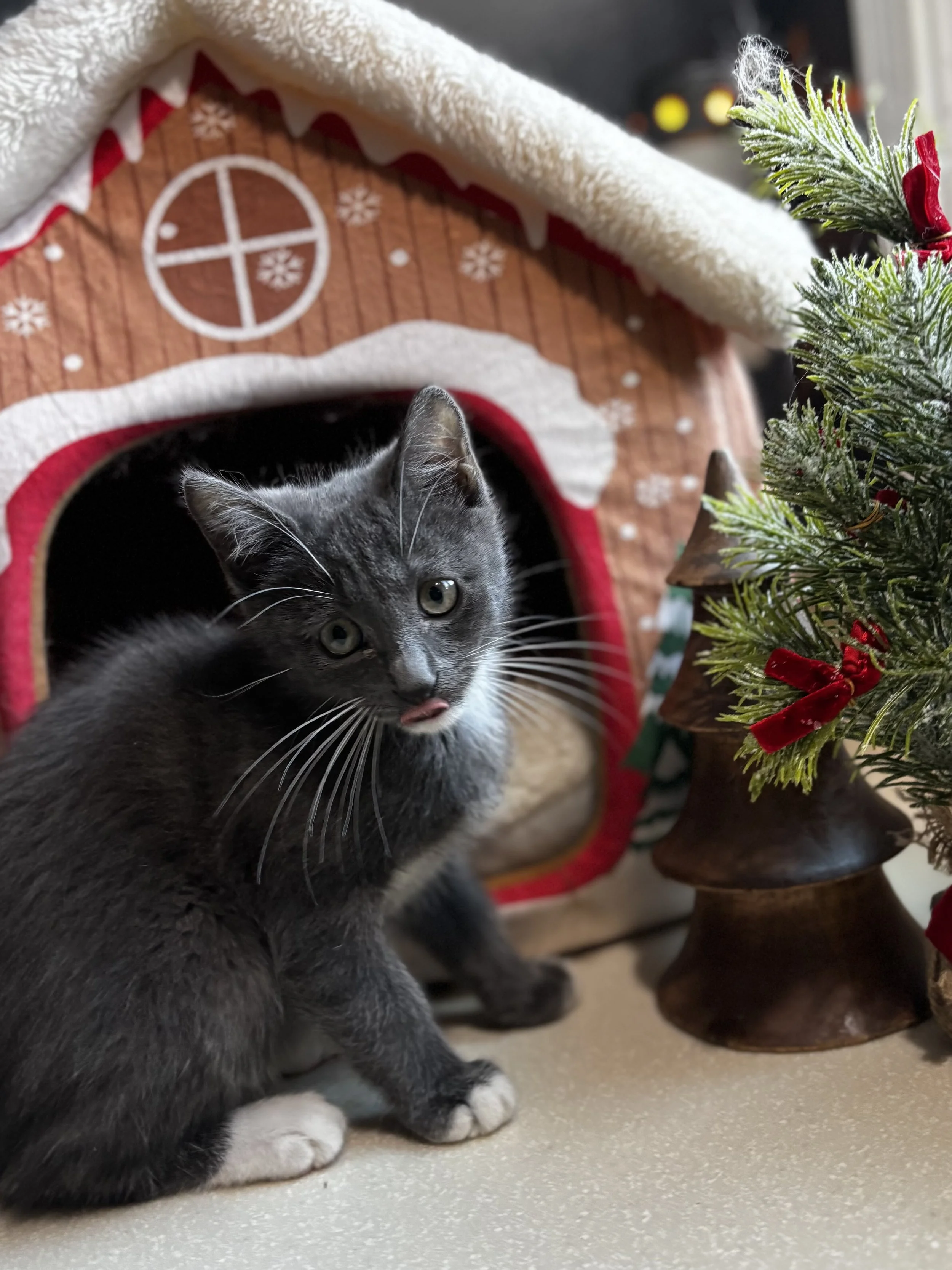 Meet Bosko: Reserved