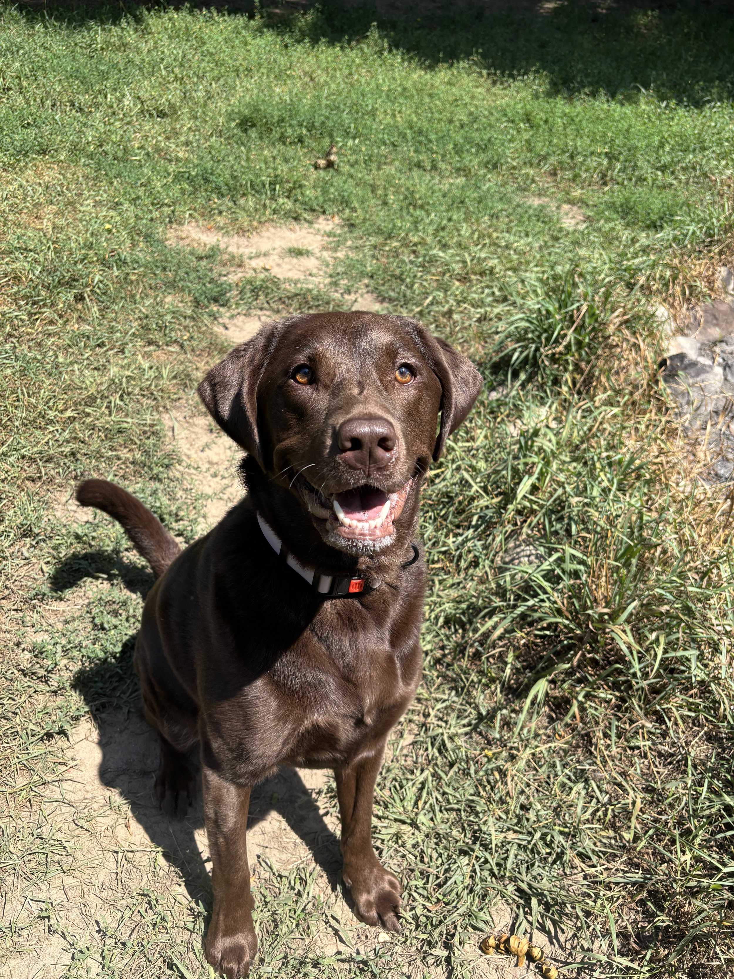 Meet Indie