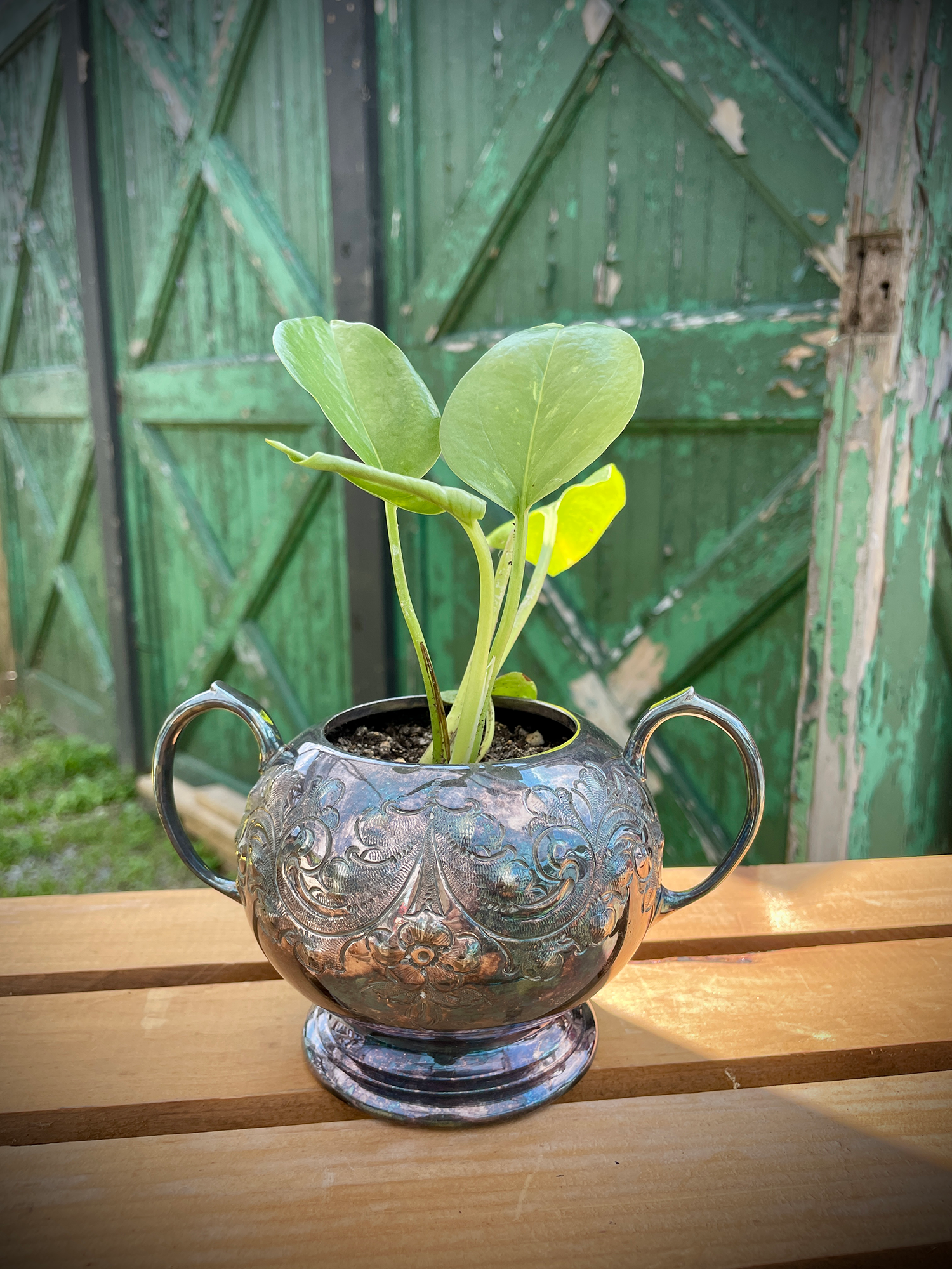 the cutest pot