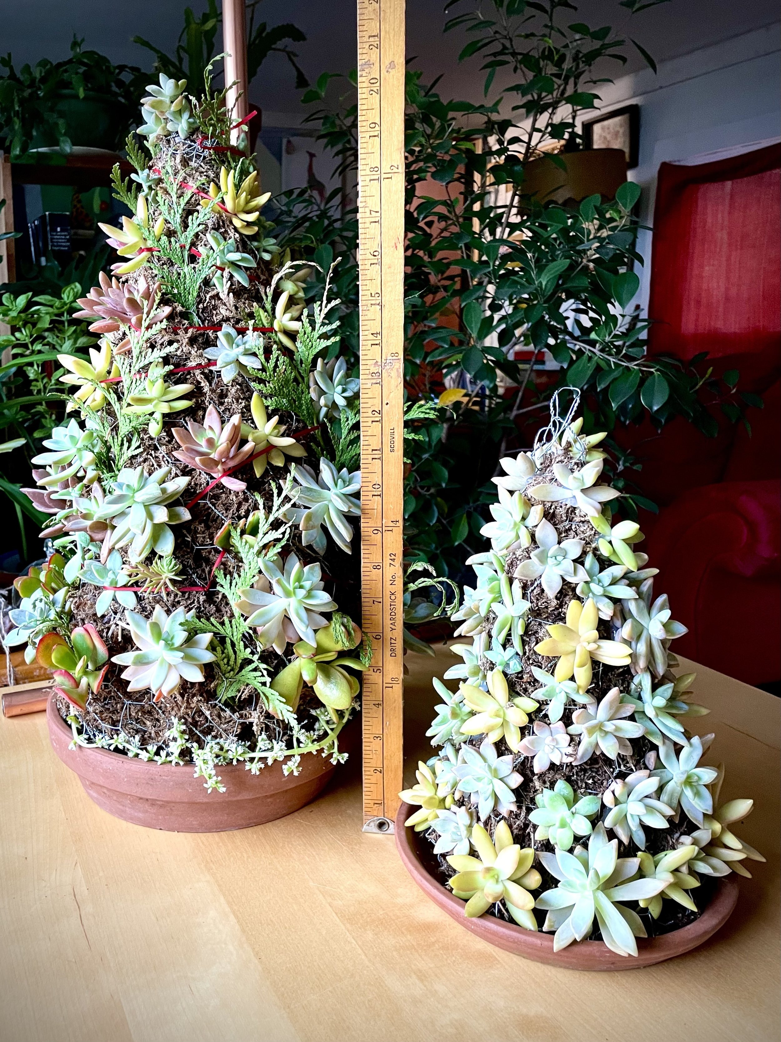 Succ Trees side by side with ruler IMG_6945.jpg