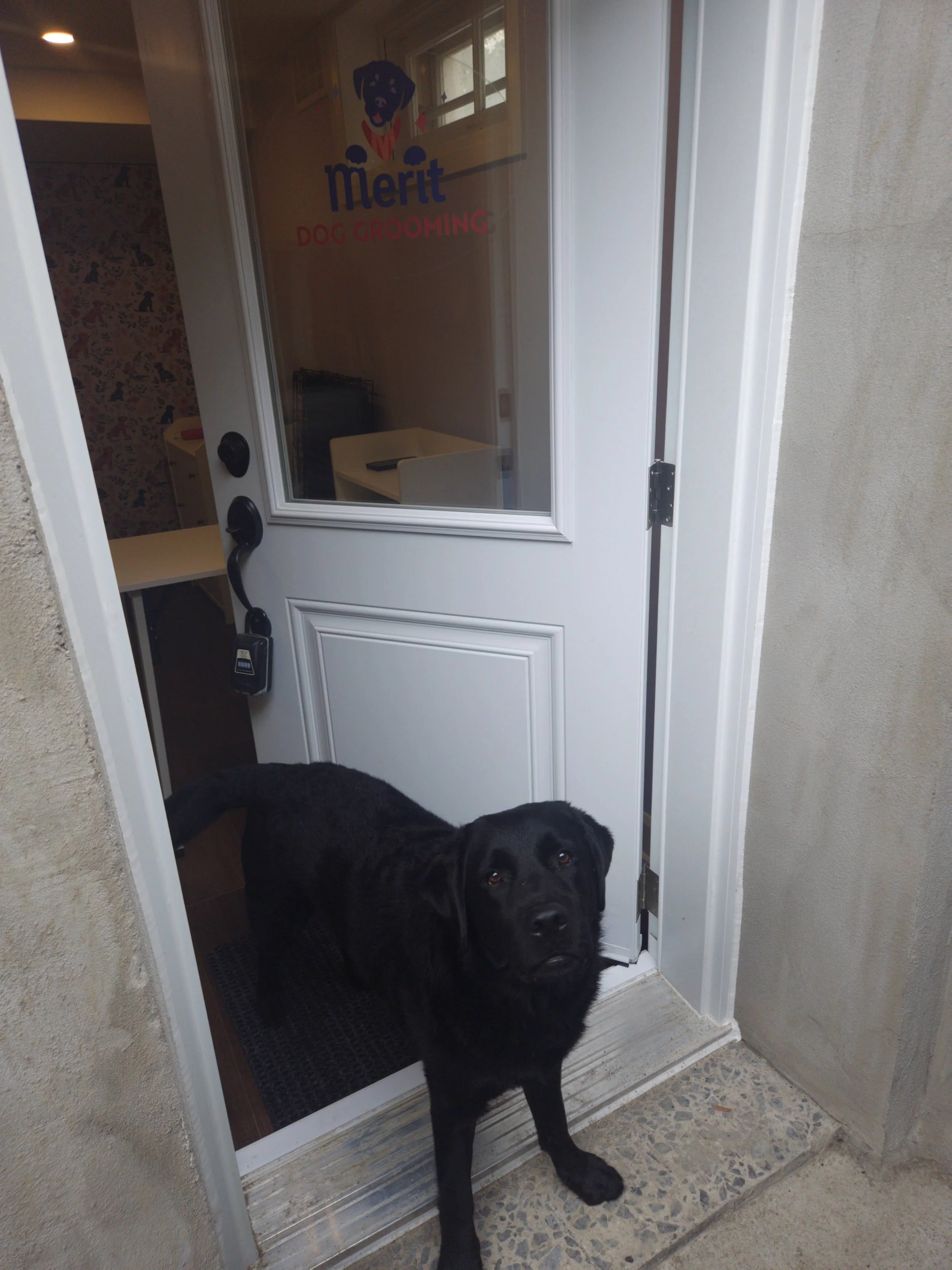 A black dog standing at a front door, looking inside. The door has a glass window with a logo for 'Merit Dog Grooming' and a key hanging on the handle.