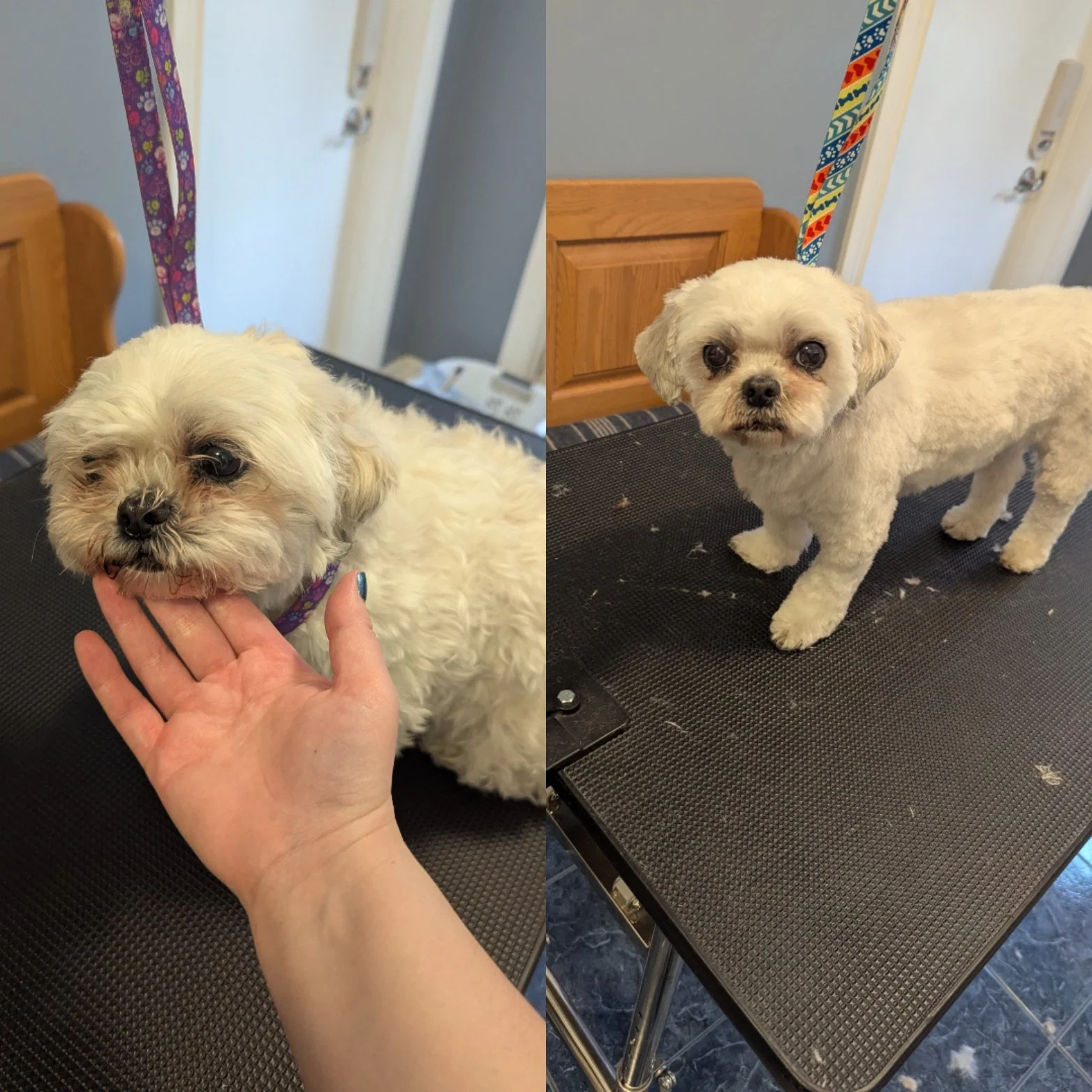 A small white dog with curly fur after grooming, standing on a grooming table. The photo is split into two images, with the left showing a close-up of the dog's face and the right showing the full body. 