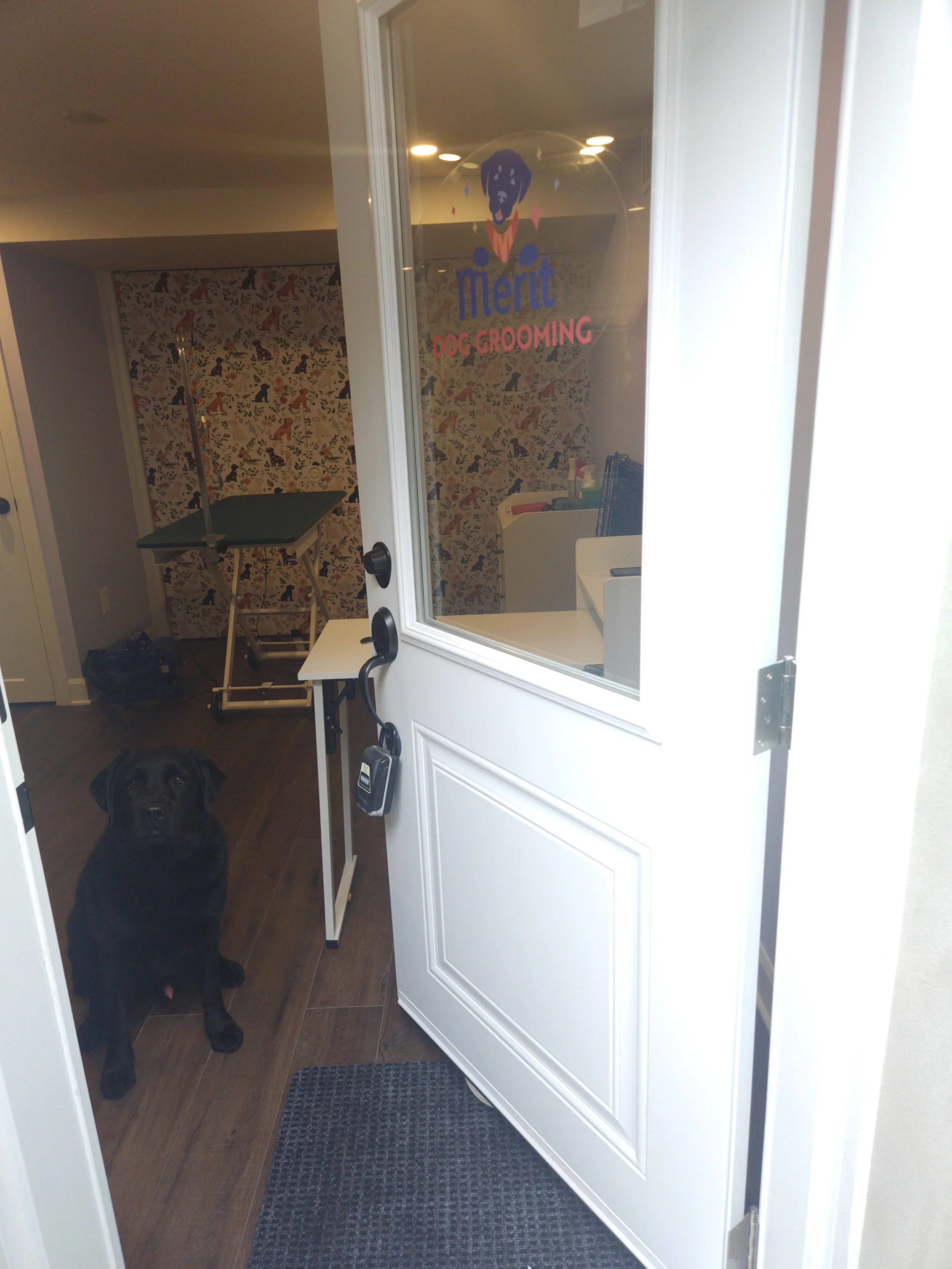 Black Labrador retriever sitting inside a room near a door, with dog grooming sign on the glass window of the door, and grooming supplies and a patterned wallpaper in the background.