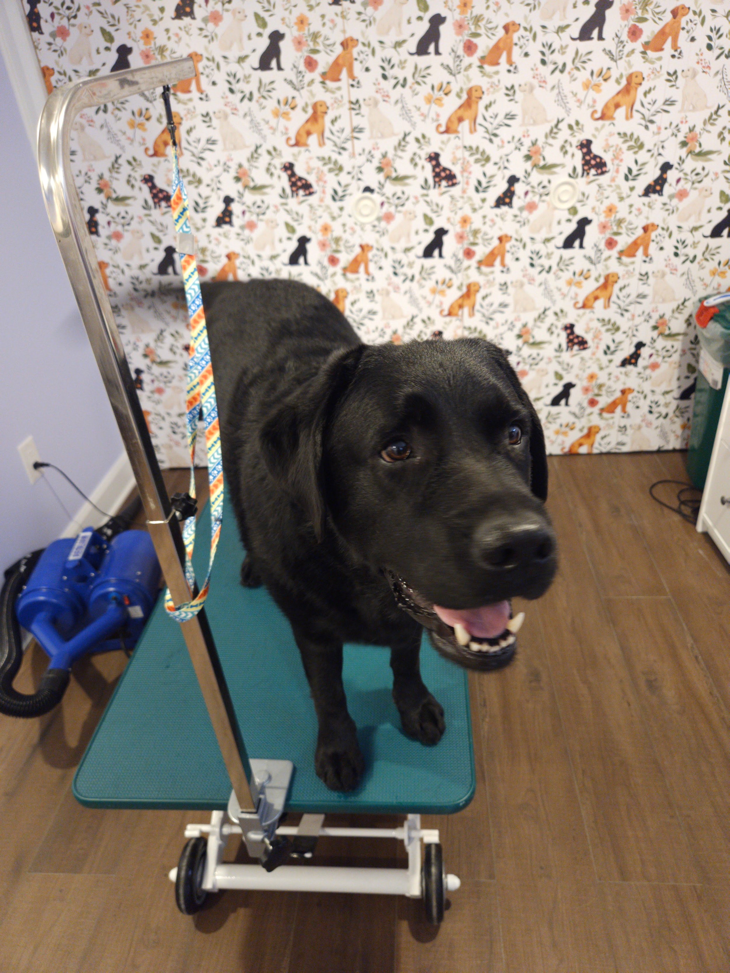 A black dog with a happy expression standing on a grooming table in a room with dog-themed wallpaper.