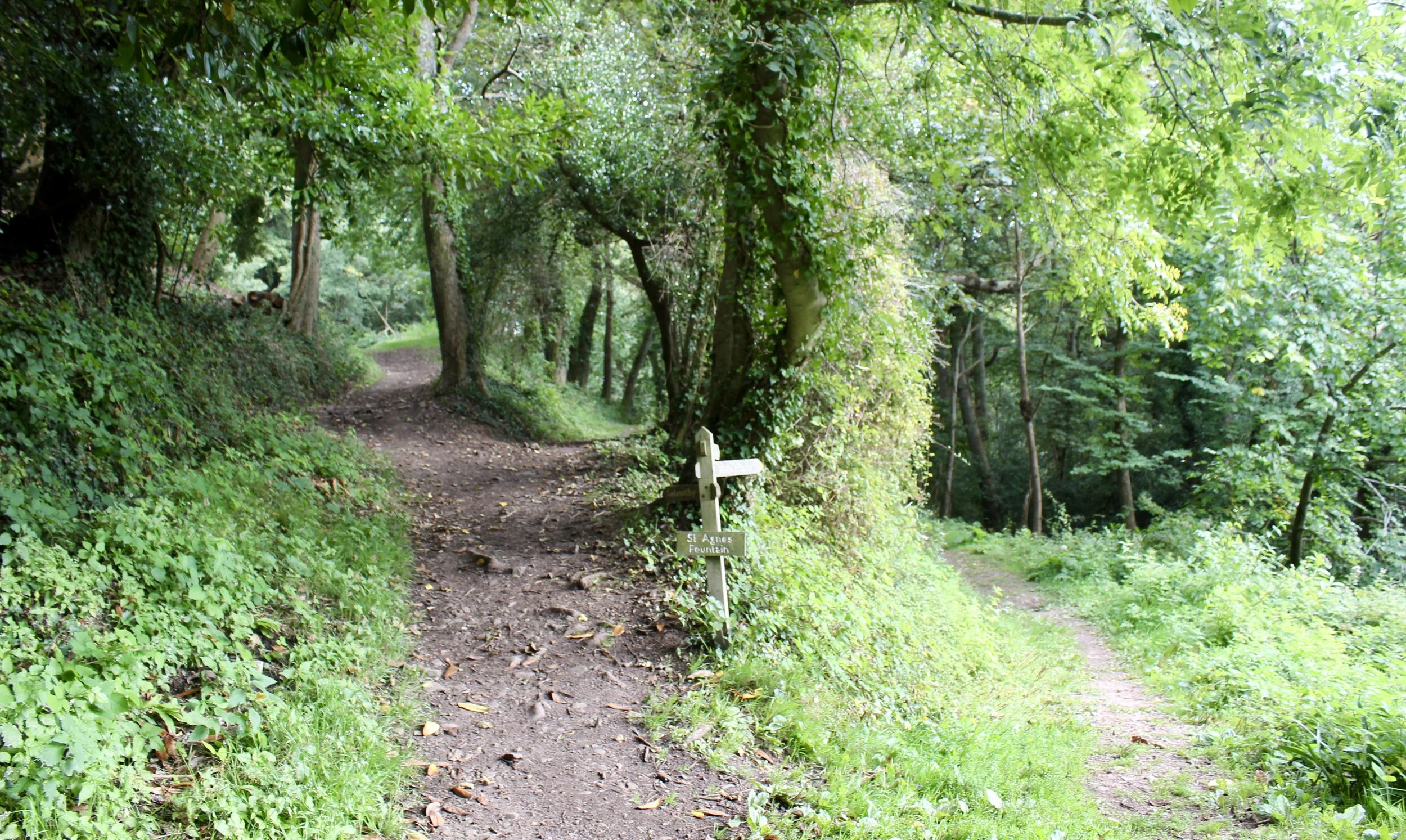 Stunning green forest with several paths and wooden signposts visible through the trees