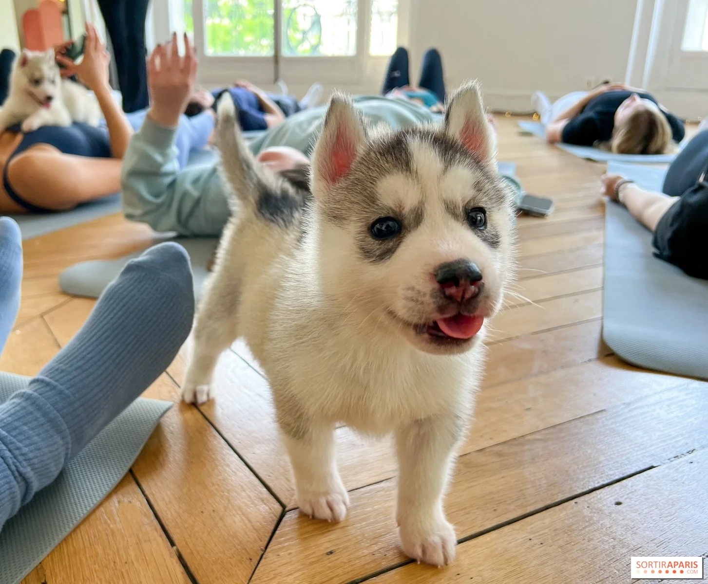cute puppy in Puppy yoga class in Bristol