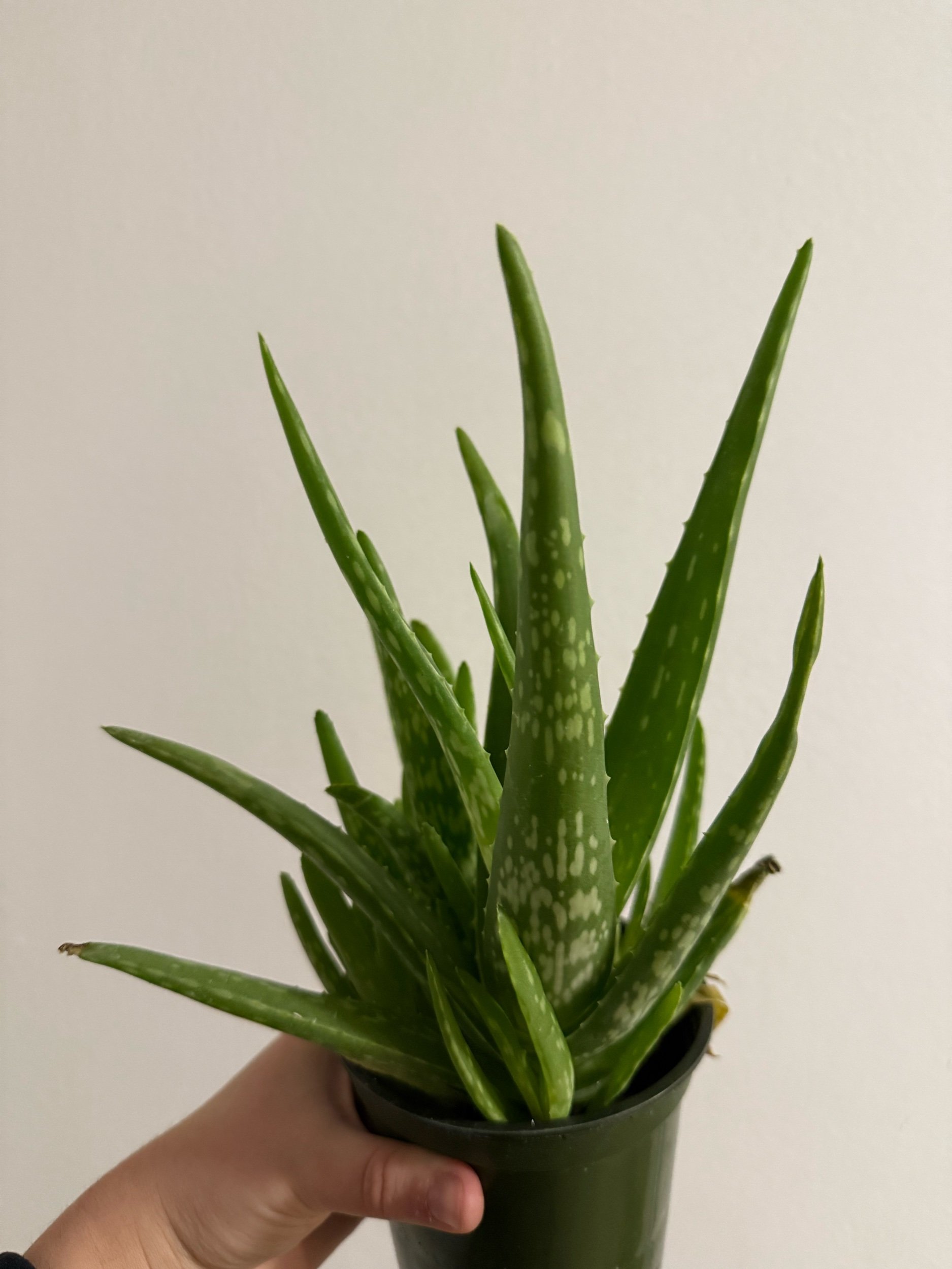 8C9A7417-638F-4CCE-A3E0-5CF94BB2D2AA.jpeg
