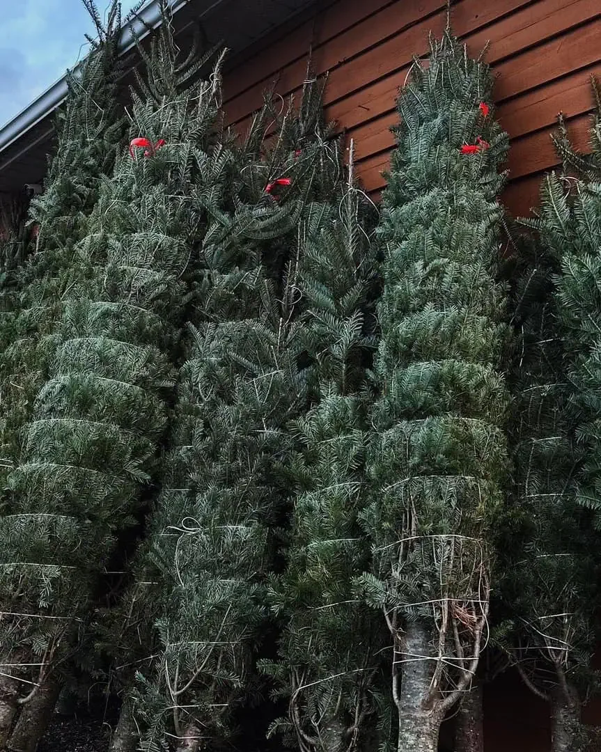 Caroline Héroux au Marché de Noël Foliflor