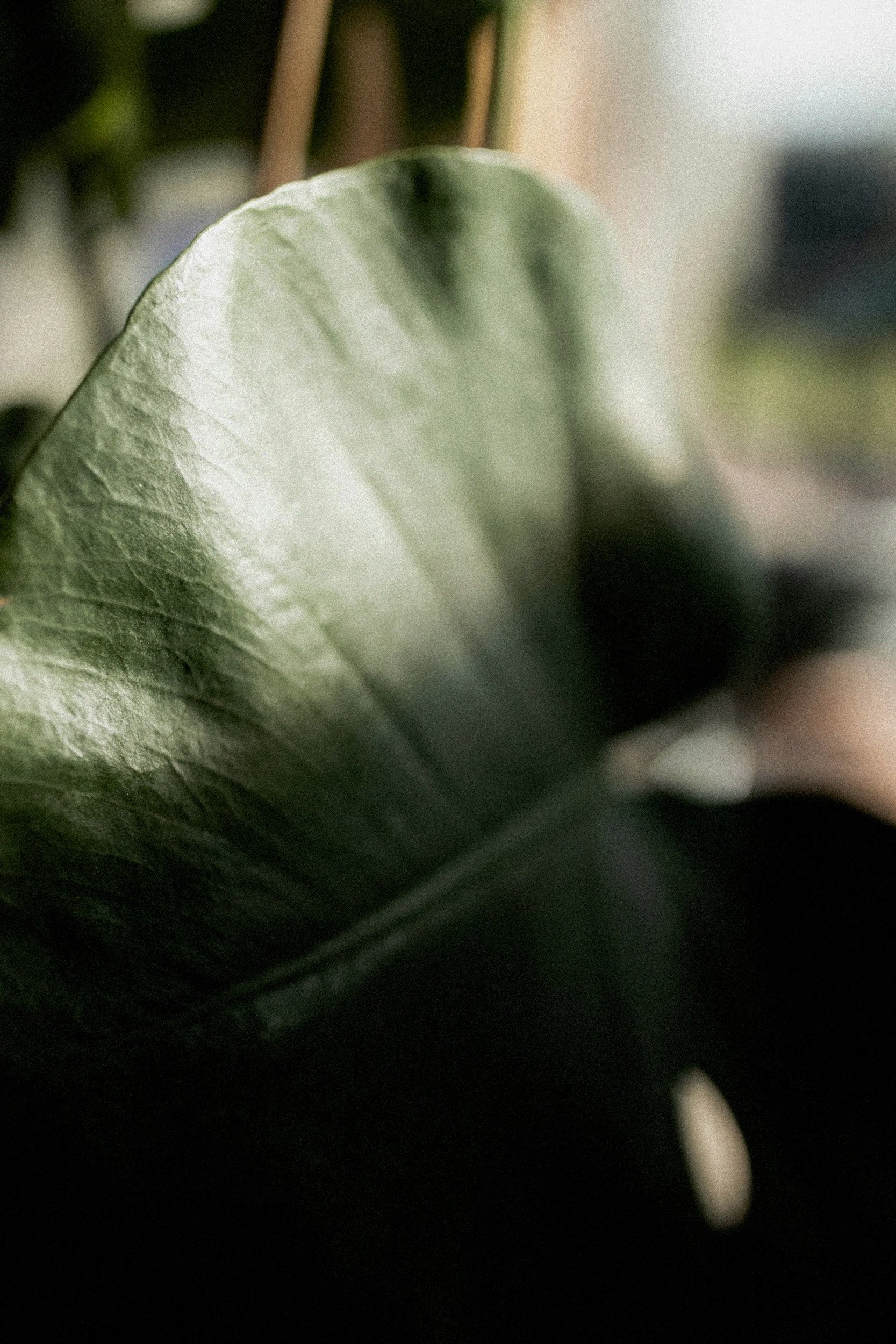 Close-up of a green leaf in soft natural light, representing growth, calm, and reflection in therapy.