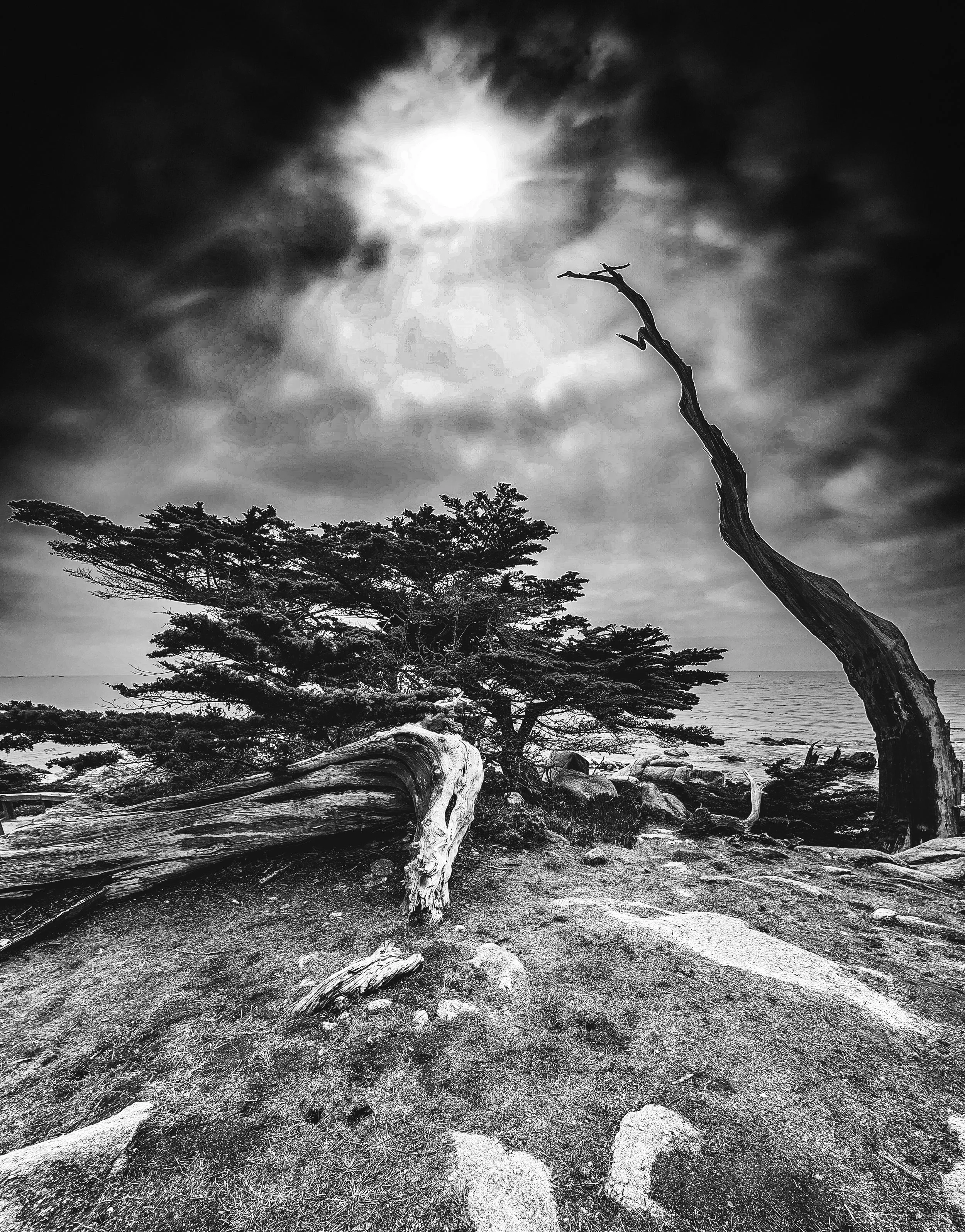 Ghost Trees : 17 Mile Drive Monterrey California