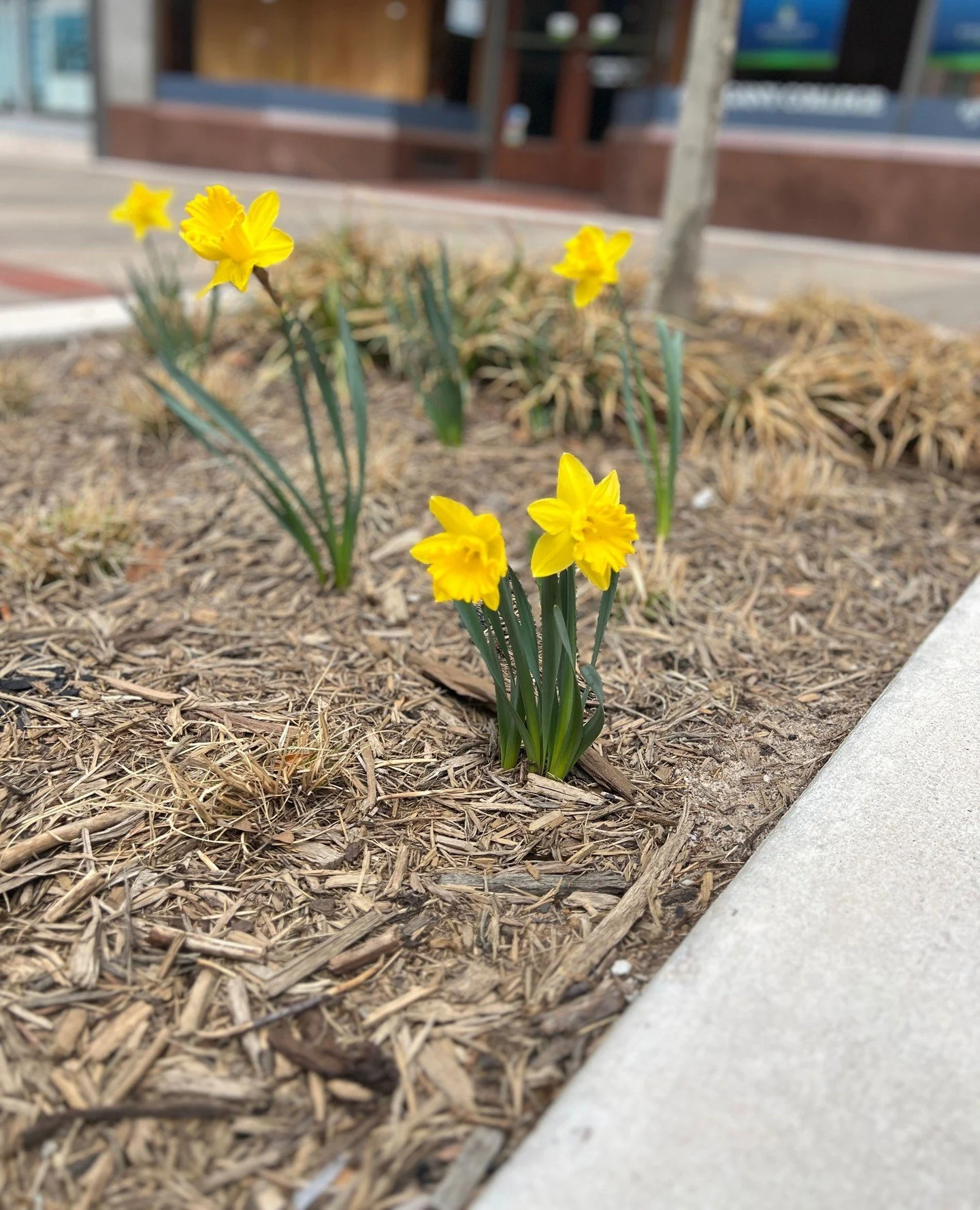 Spring is in the air 🌸⁠
We made it here is to more warmer days ahead. ⁠
What are you looking forward to most this spring? @alleganycountychamber @mountain_maryland @alleganycomd @cityofcumberlandmd