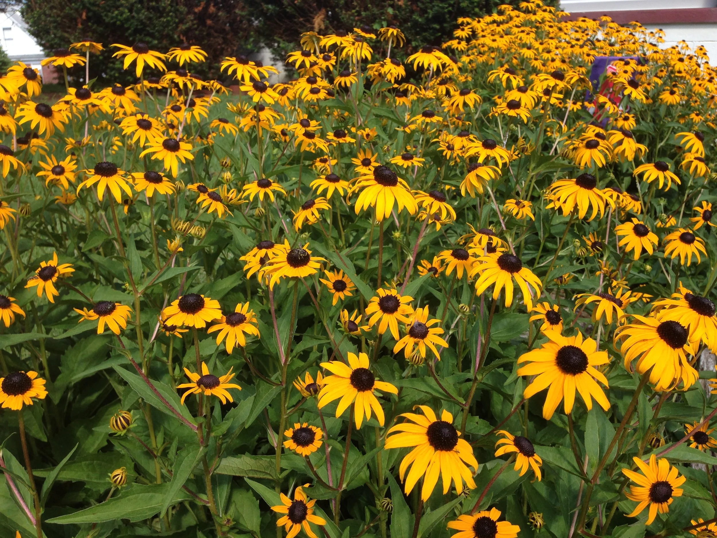 Field of black-eyed Susan flowers with yellow petals and dark centers in a garden setting.