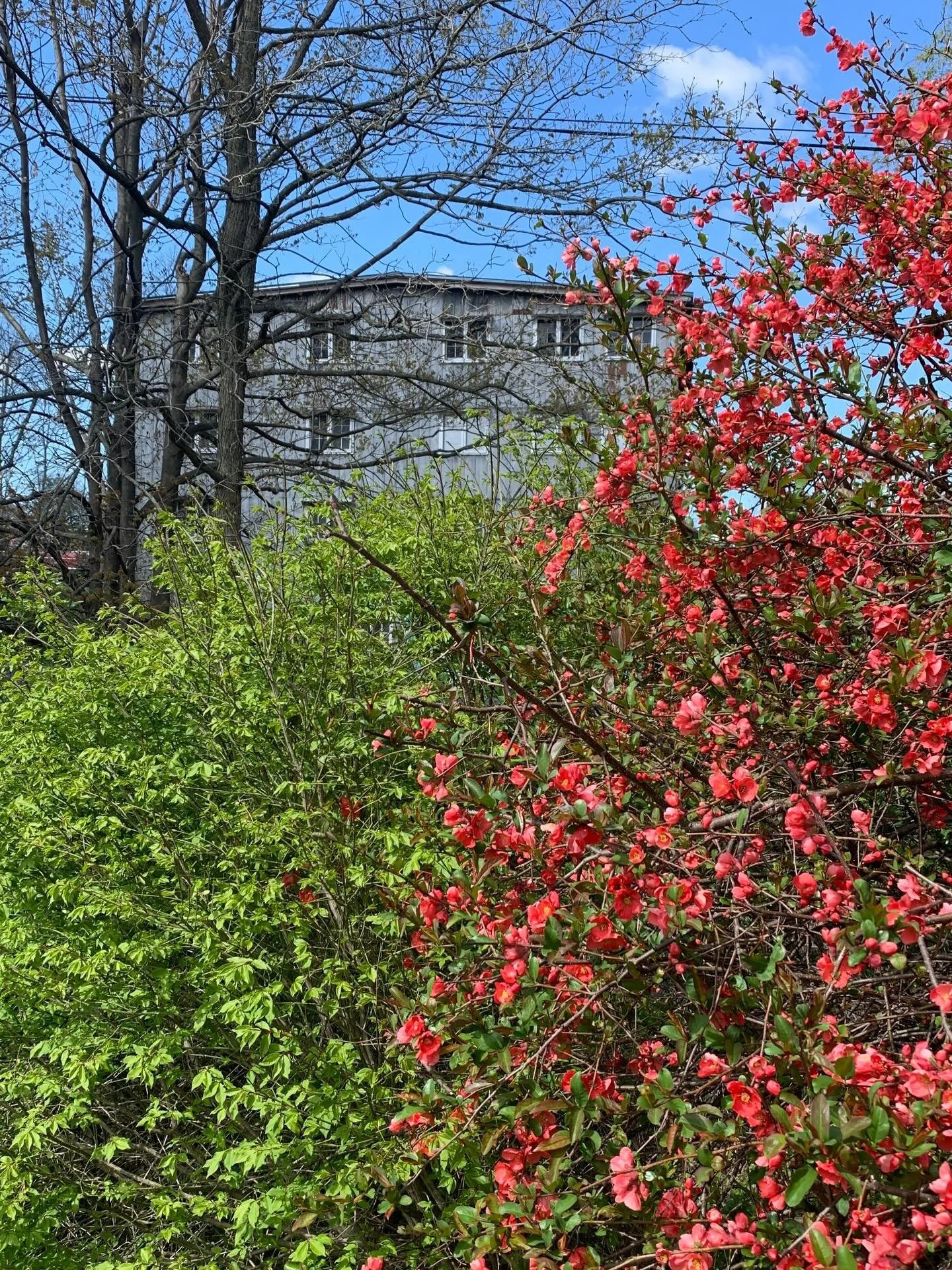 Spring abundance at ARQ 🌸🌸🌸