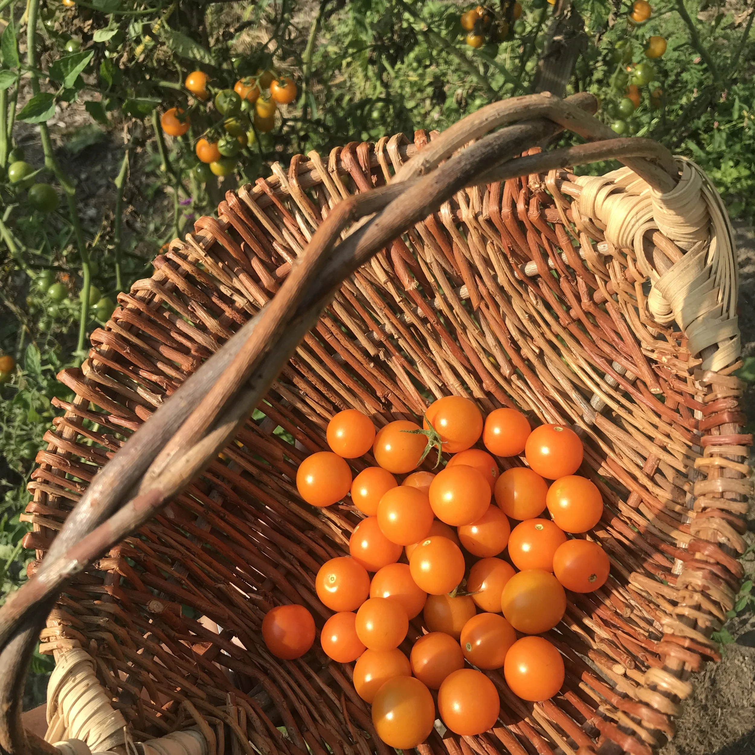 Sungold Tomatoes_Basket by Zoe Van Nostrand.JPEG