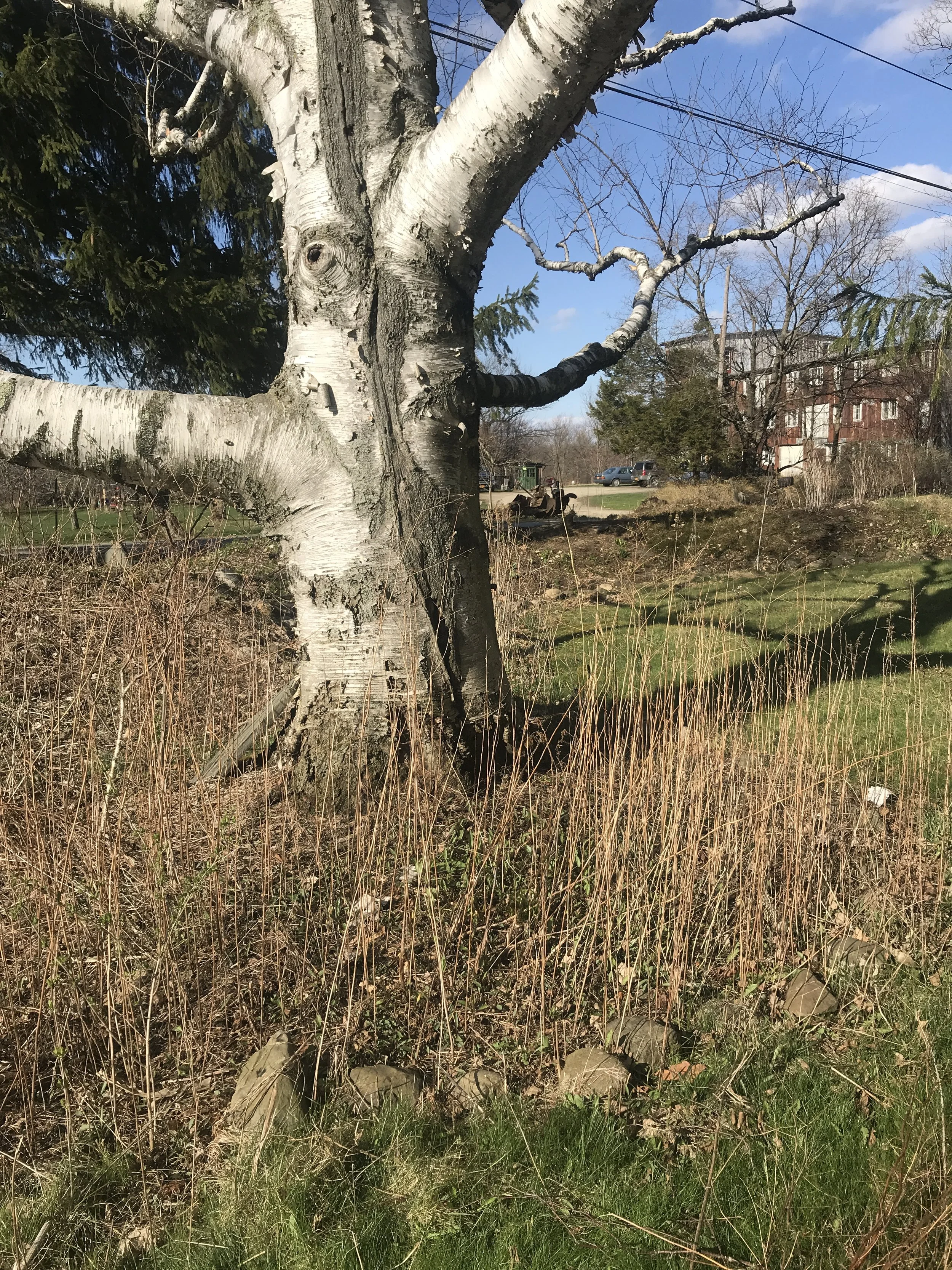White Birch outside the Birch Room