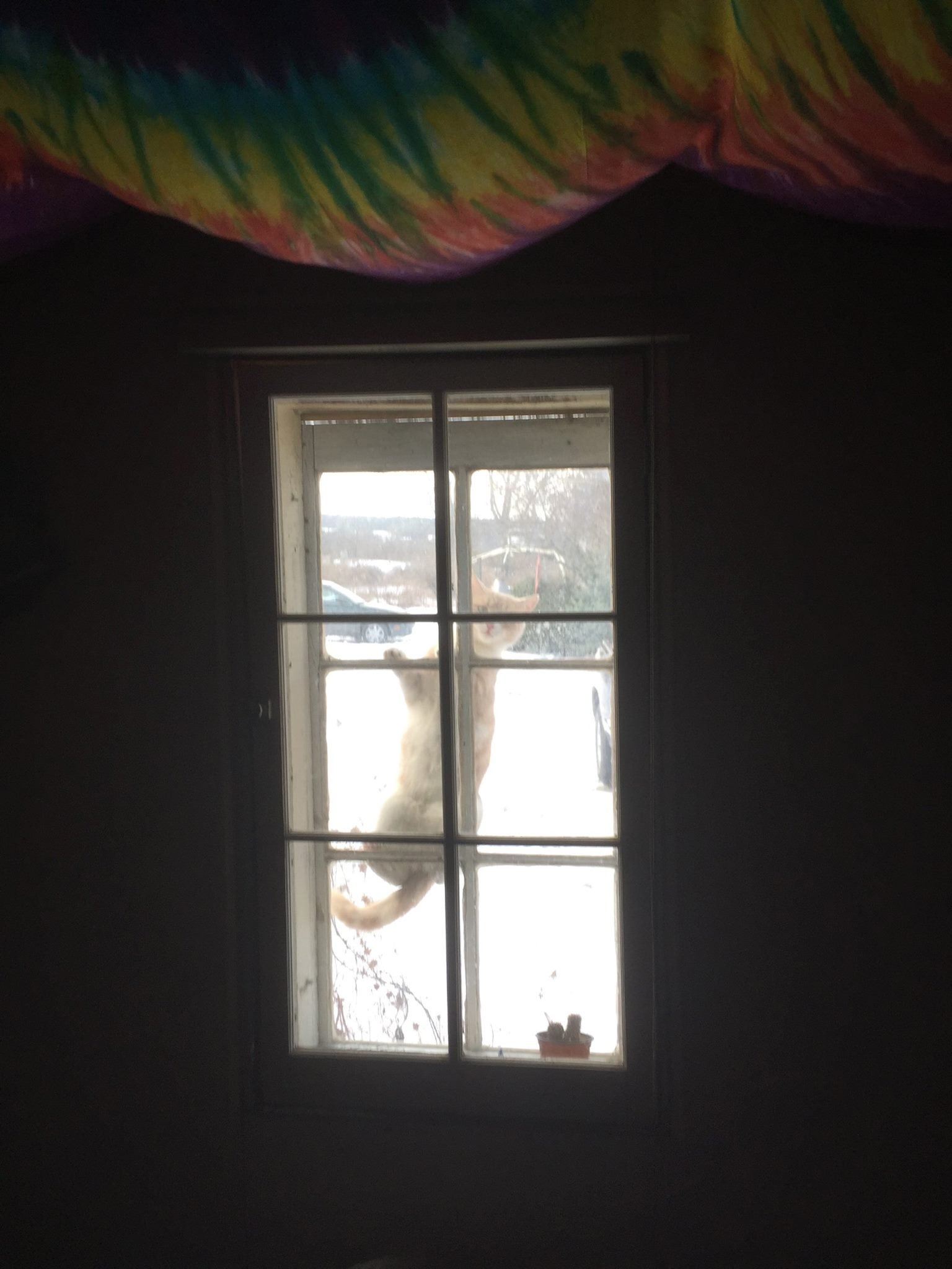 Squeaker Cat_Marigold Studio_Photo by Noah Cook_2015.jpg