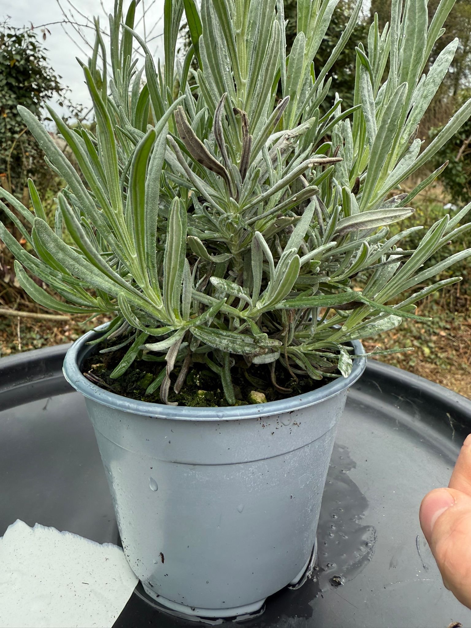 Lavendel
