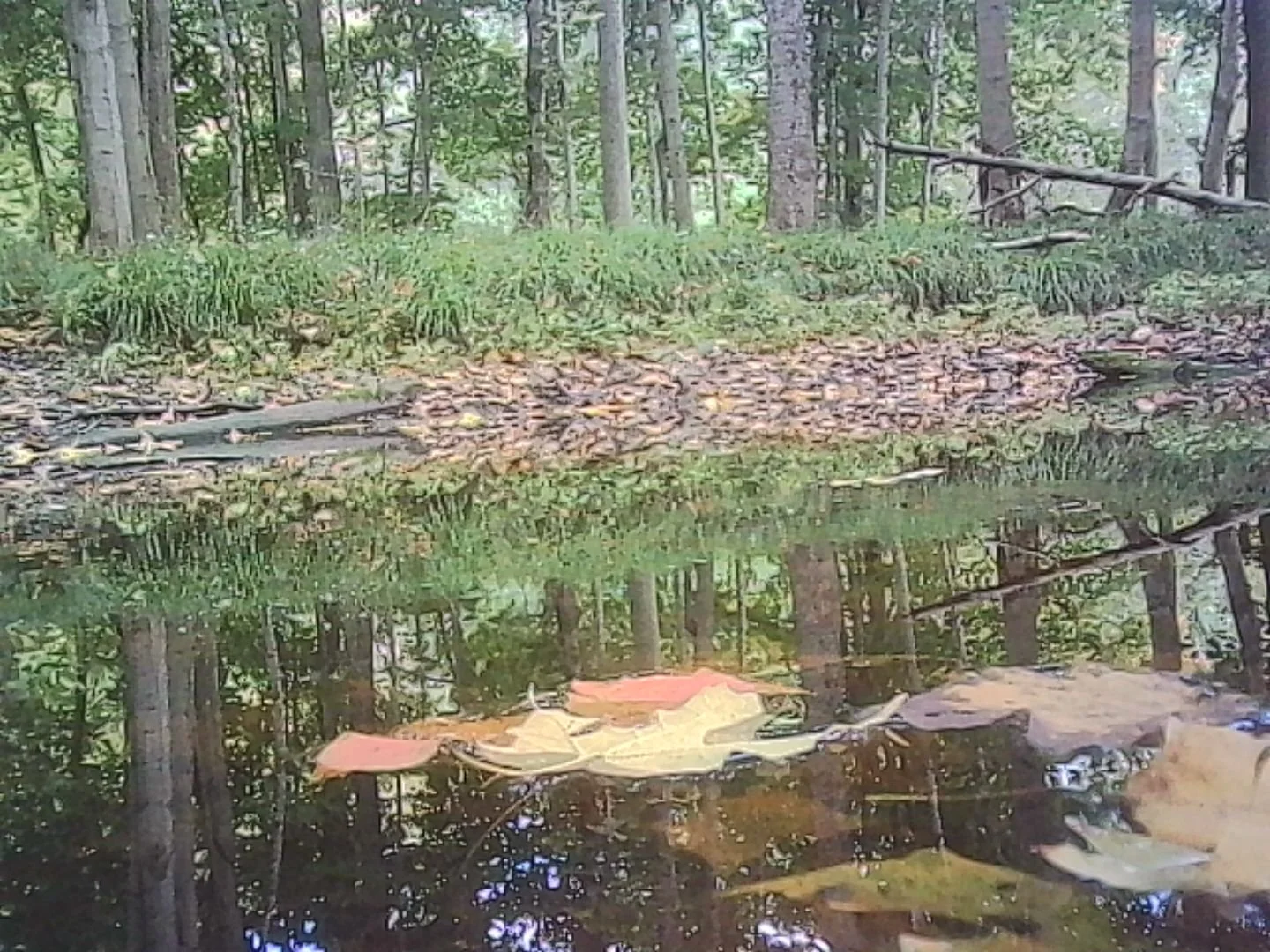 PICT0275.jpg