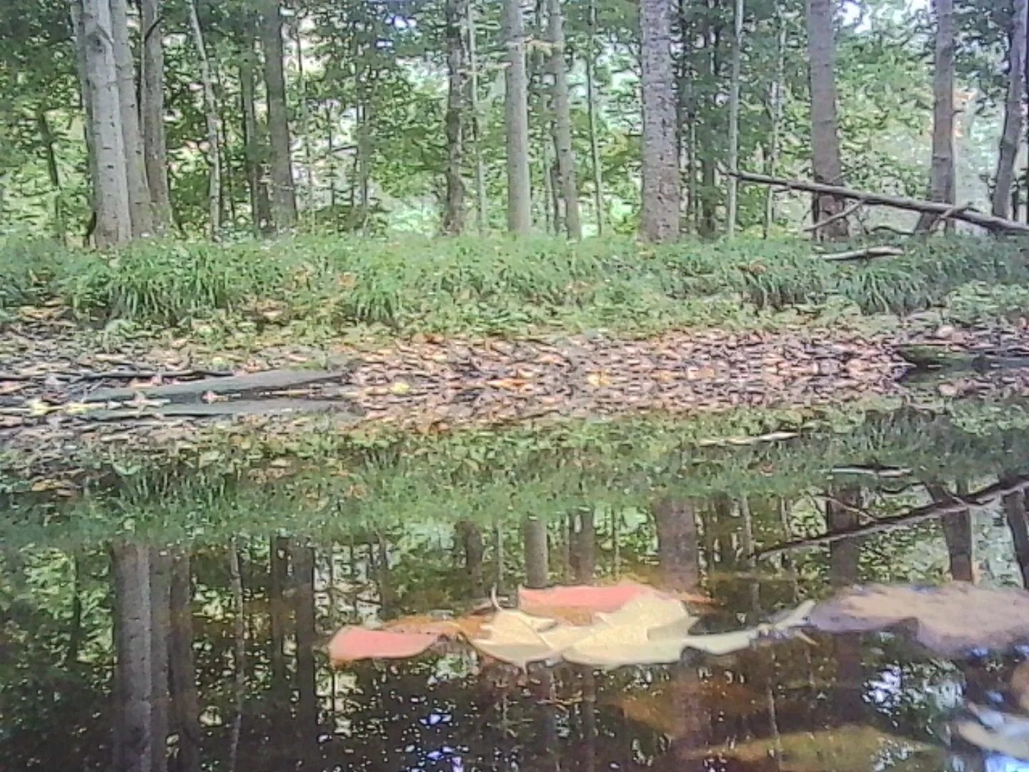 PICT0276.jpg