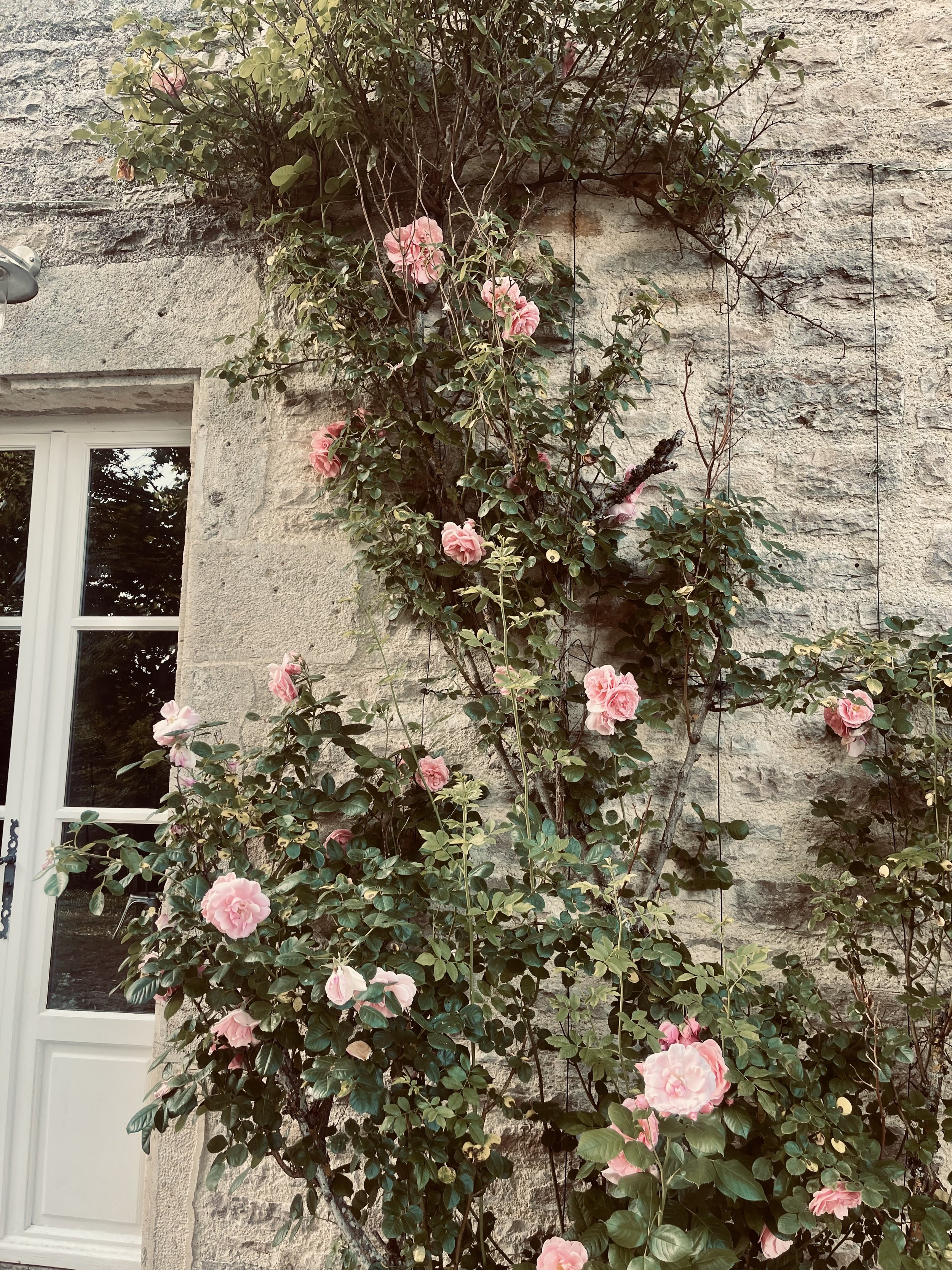 Vigne avec des fleurs roses en fleurs, contre un mur en pierre avec une fenêtre blanche à gauche.