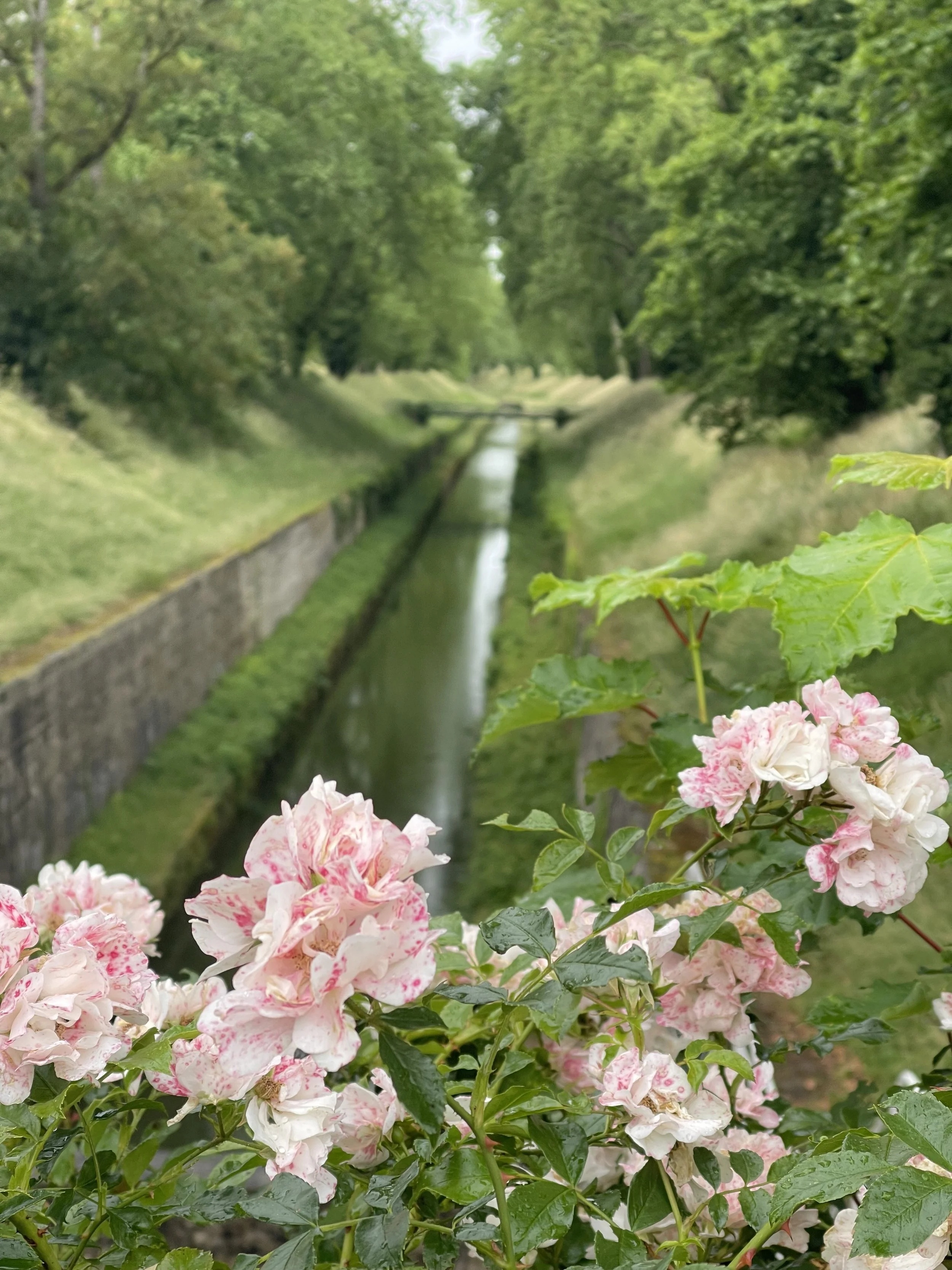 Fleurs roses et blanches à côté d'une rivière bordée d'arbres verts, avec un ciel nuageux.