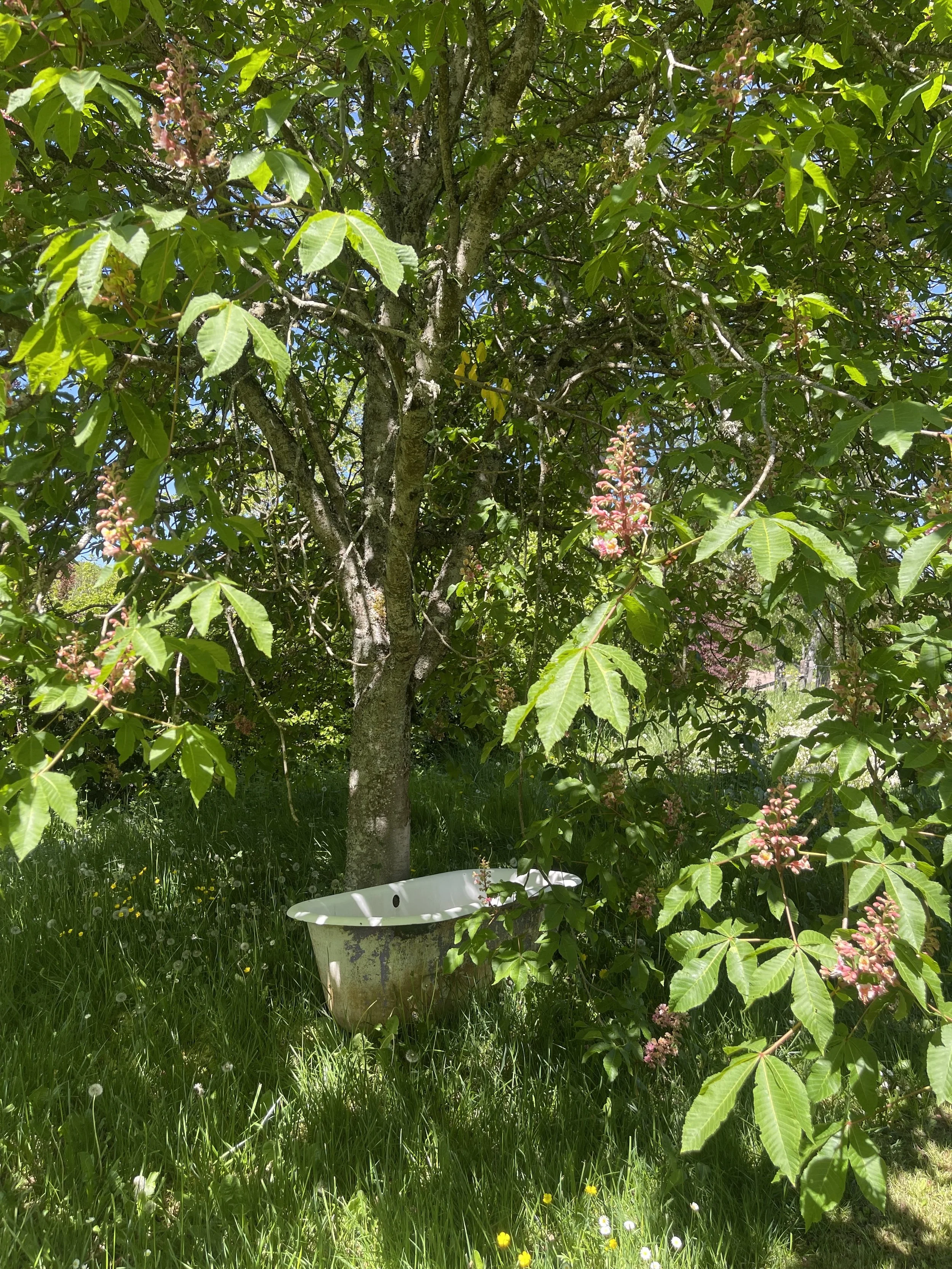 Arbre avec des feuilles vertes et des fleurs roses, herbe verte avec des petites fleurs, un pot blanc partiellement visible au premier plan.