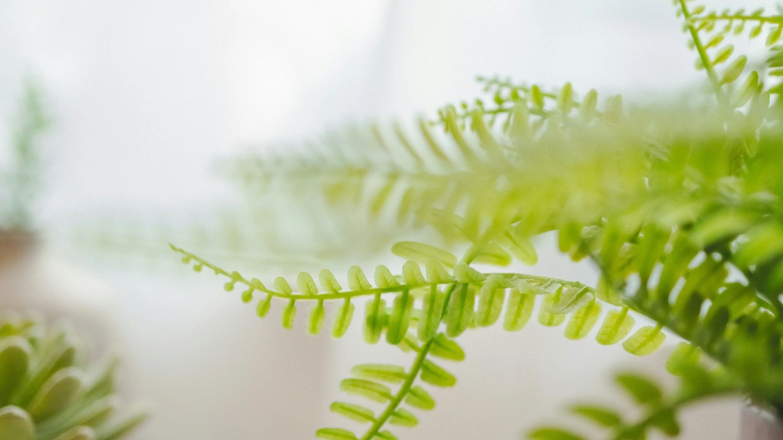 Close-up of green fern leaves with soft focus background