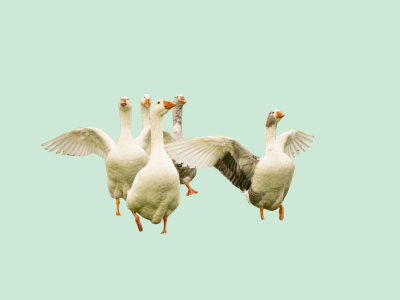 How many geese could you take in a fight?
