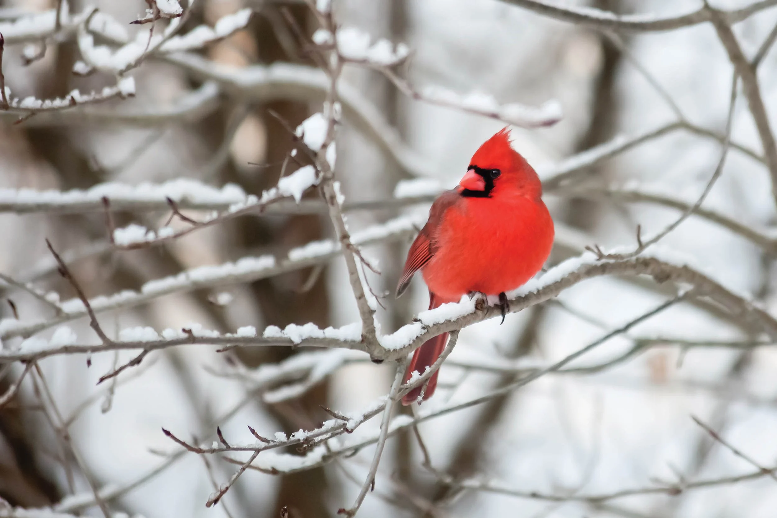 Red cardinal sitting in snowy tree.