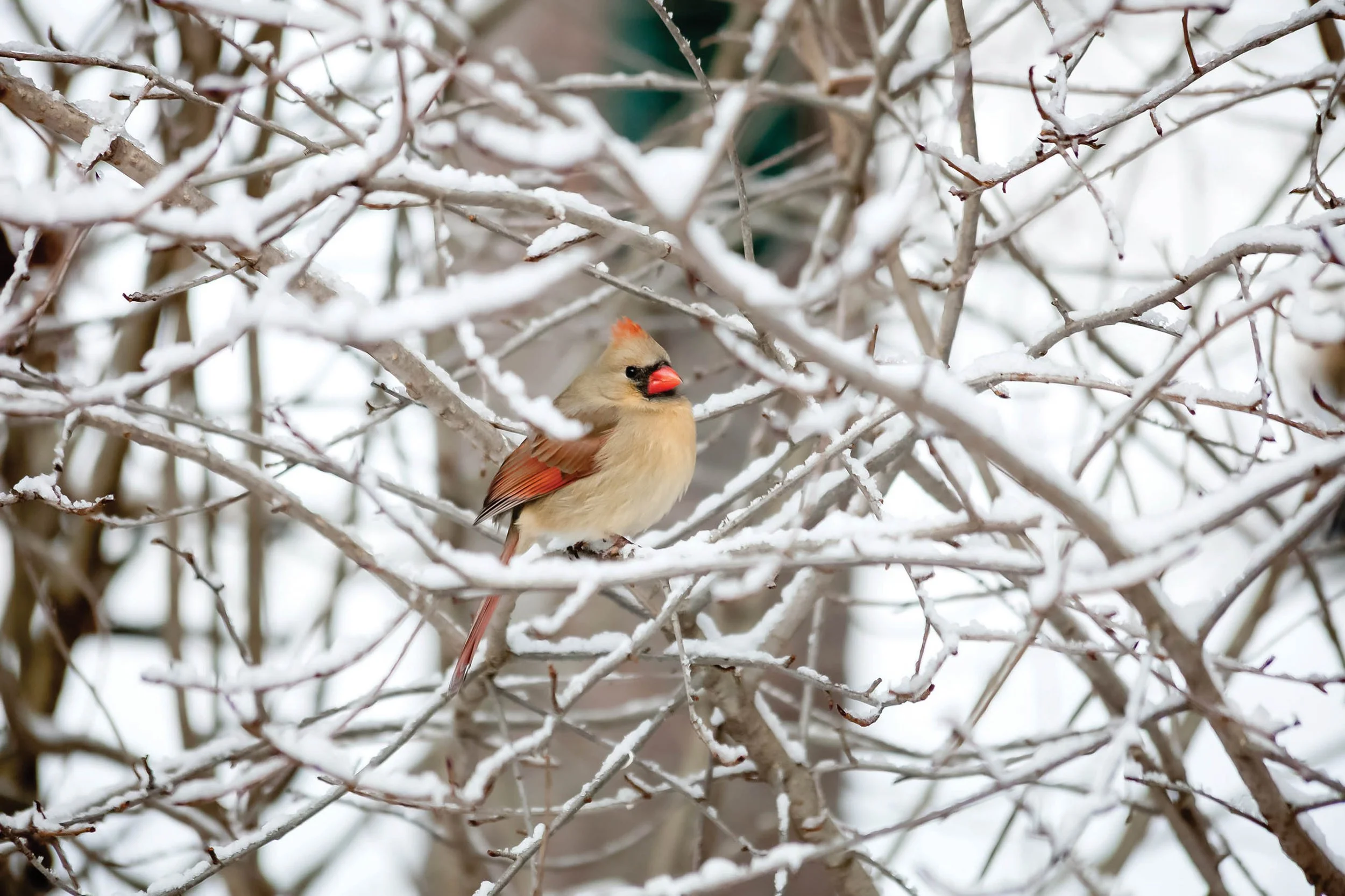 Cardinal sitting in snowy tree.