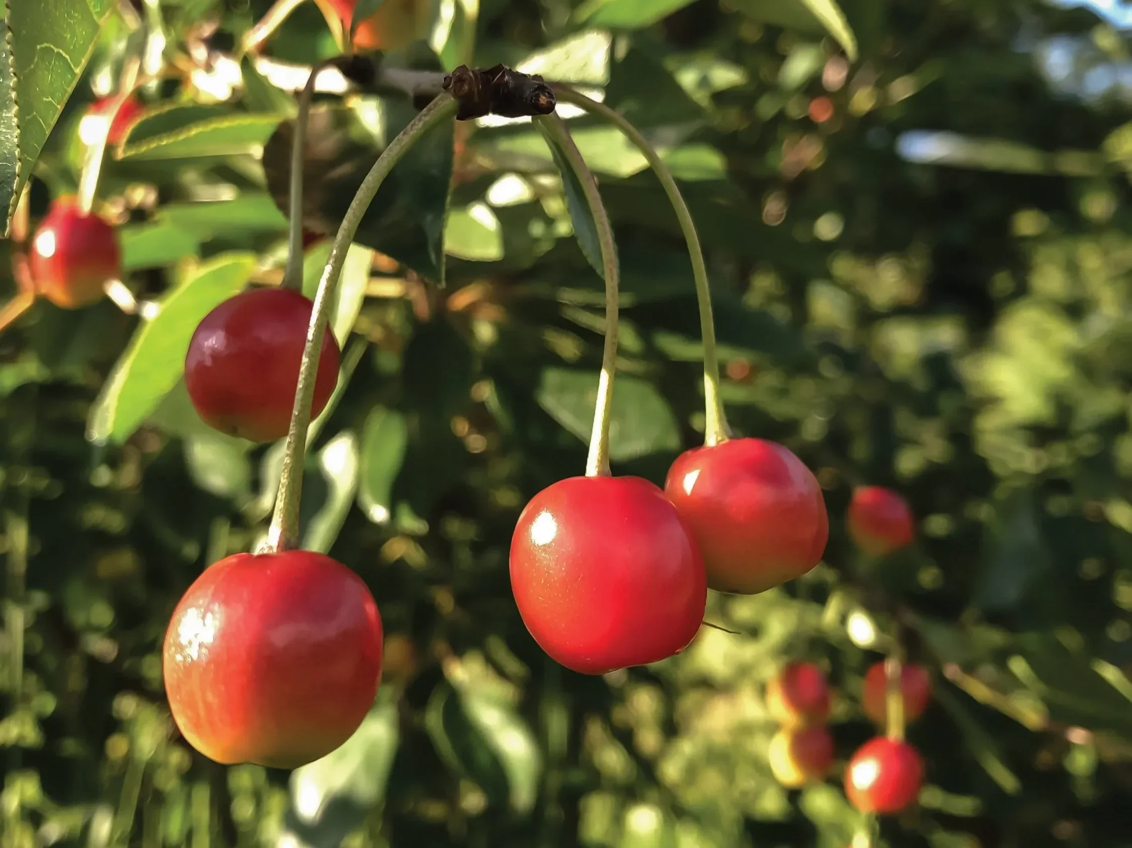 In Cherries We Trust