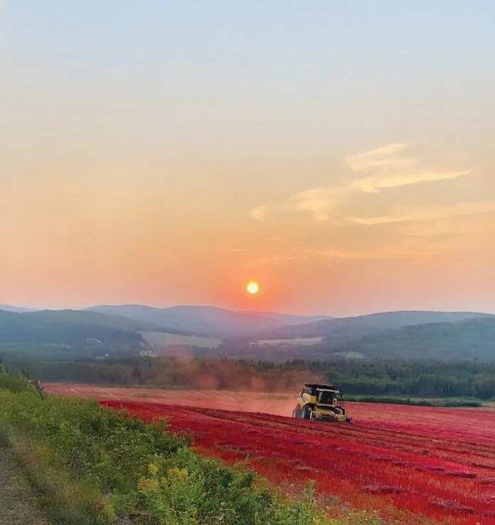At the Edge of Maine