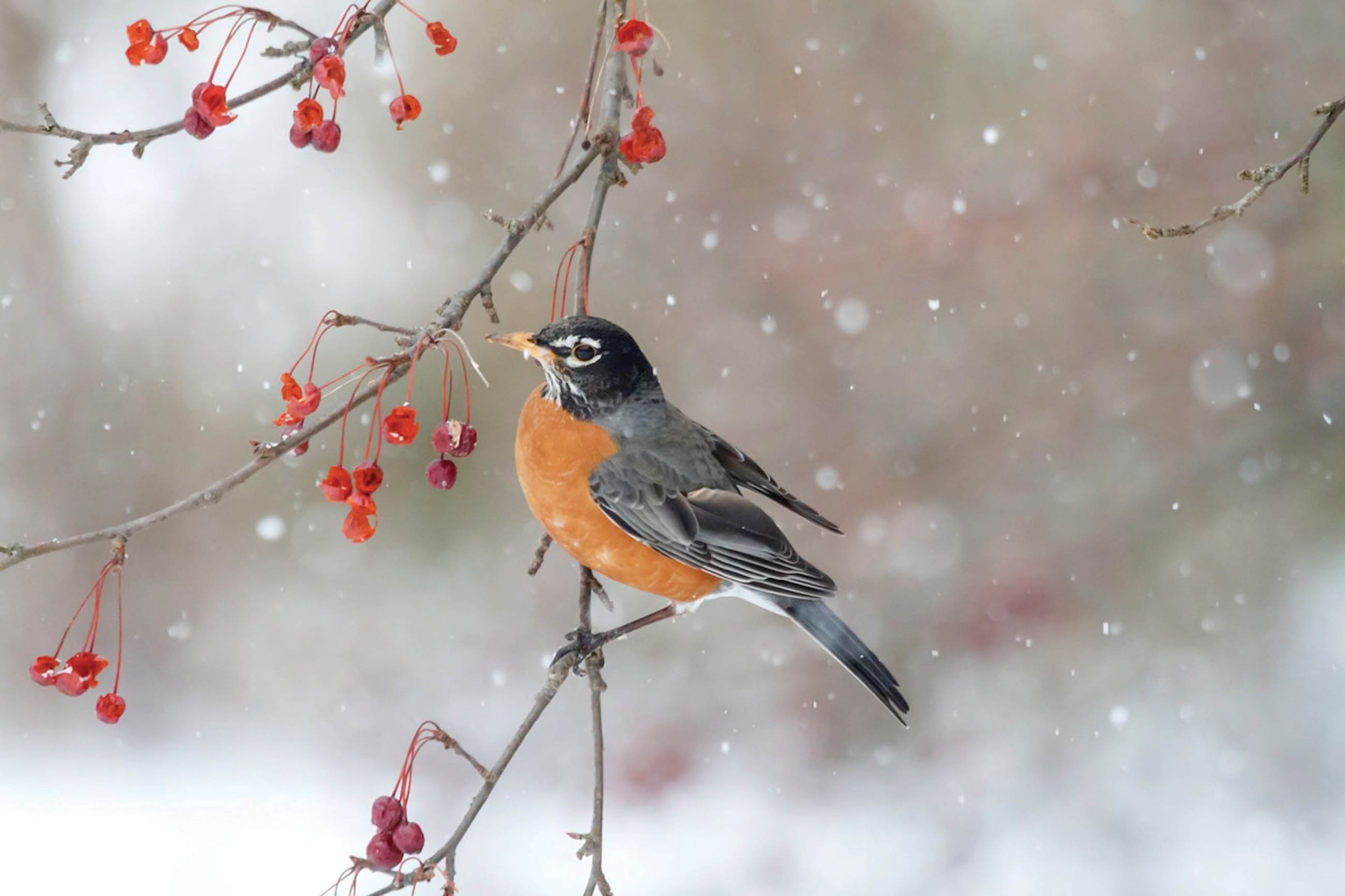 American Robin sitting in tree with snow falling in background.