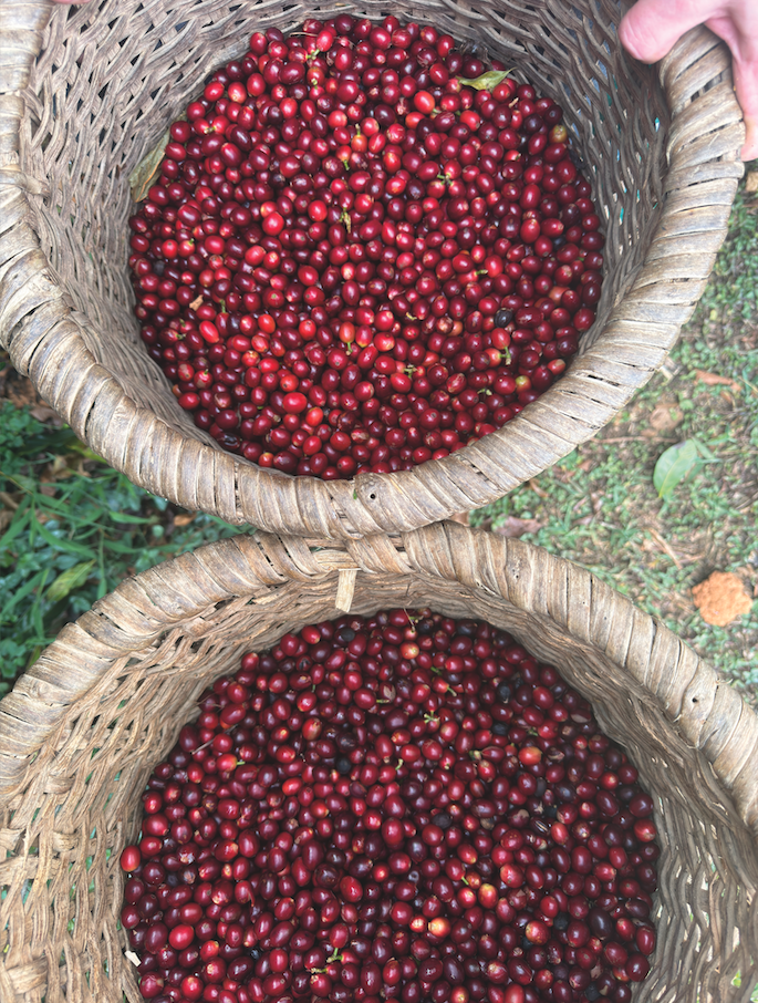 Basket of Coffee Beans