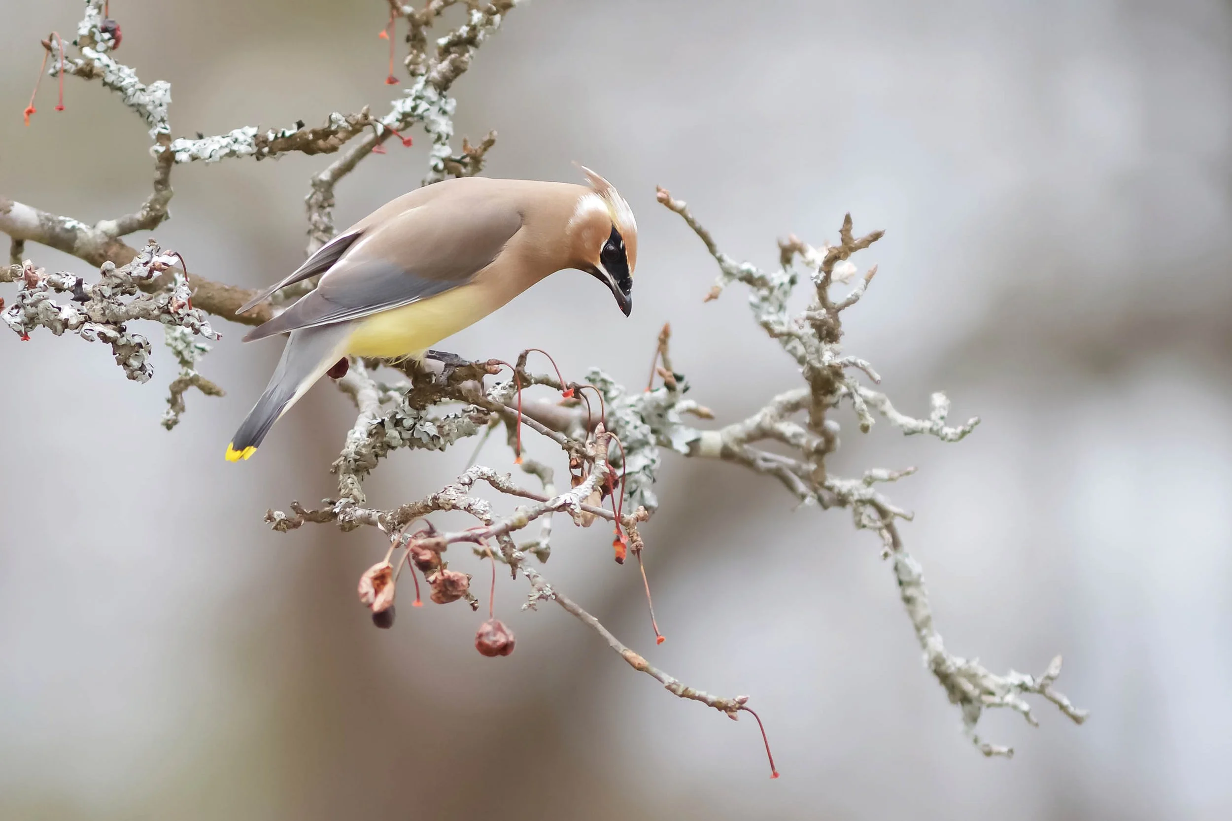 Cedar Waxwing sitting on tree branch.
